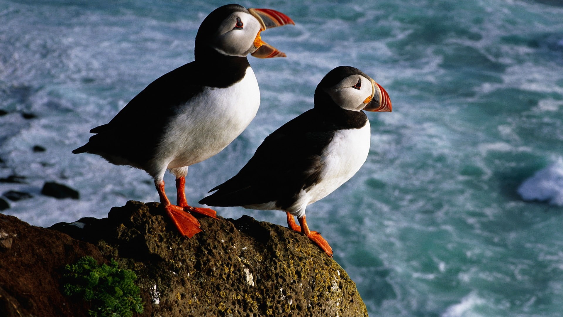 stones, brown, 1080P, Bird, orange, color, beak, Sea, birds, puffin, HD Wallpaper