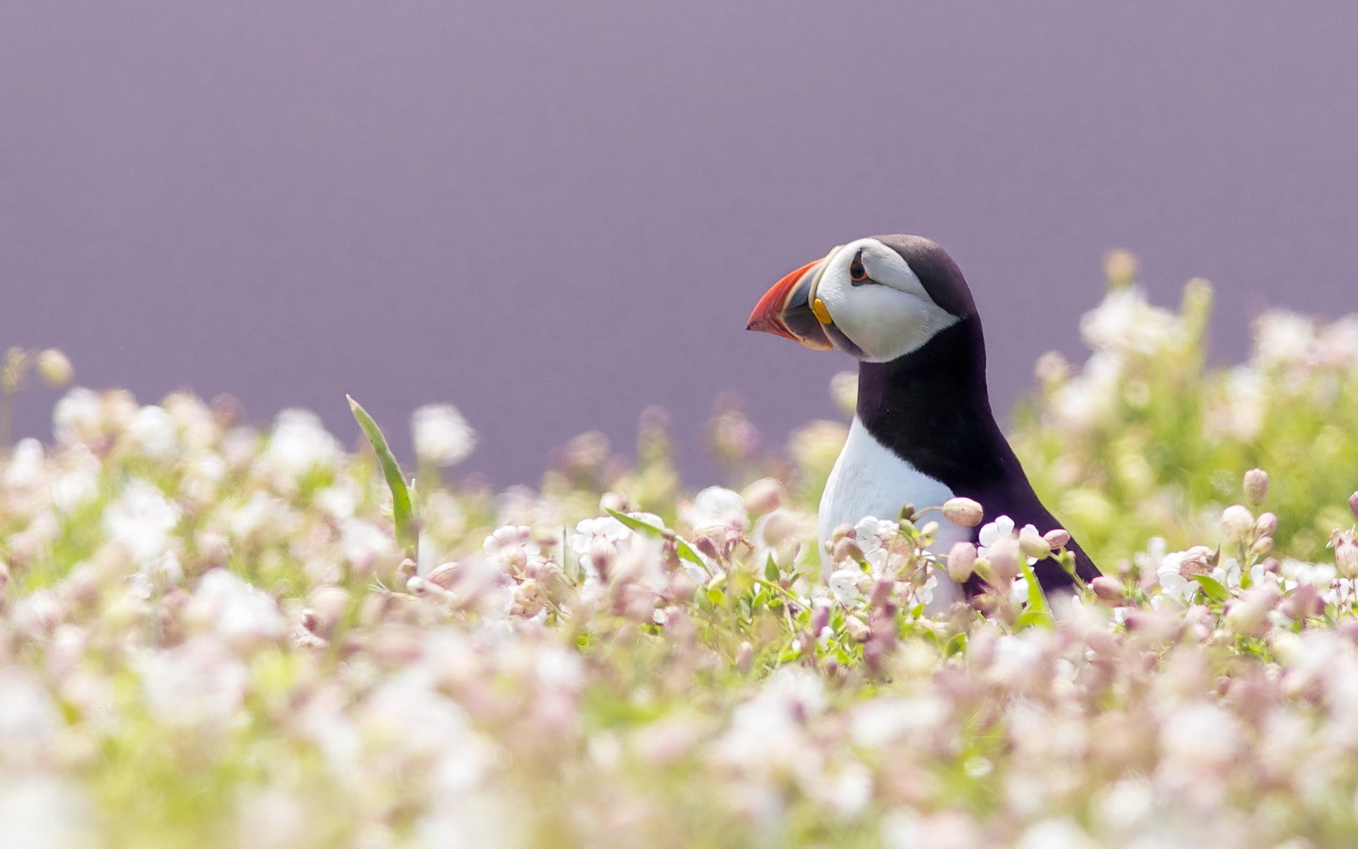 bird, puffin, Birds, 1080P, HD Wallpaper