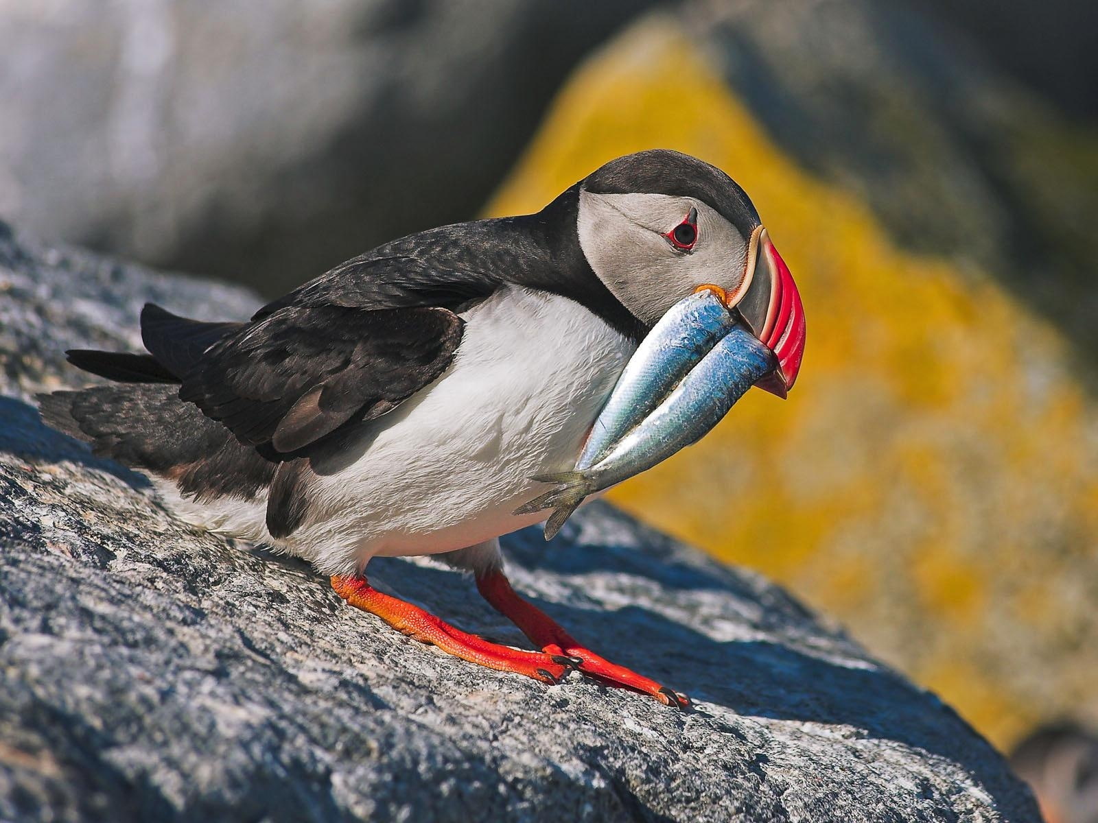 720P, hd, rock, water, fishing, puffin, birds, bird, animals, HD Wallpaper