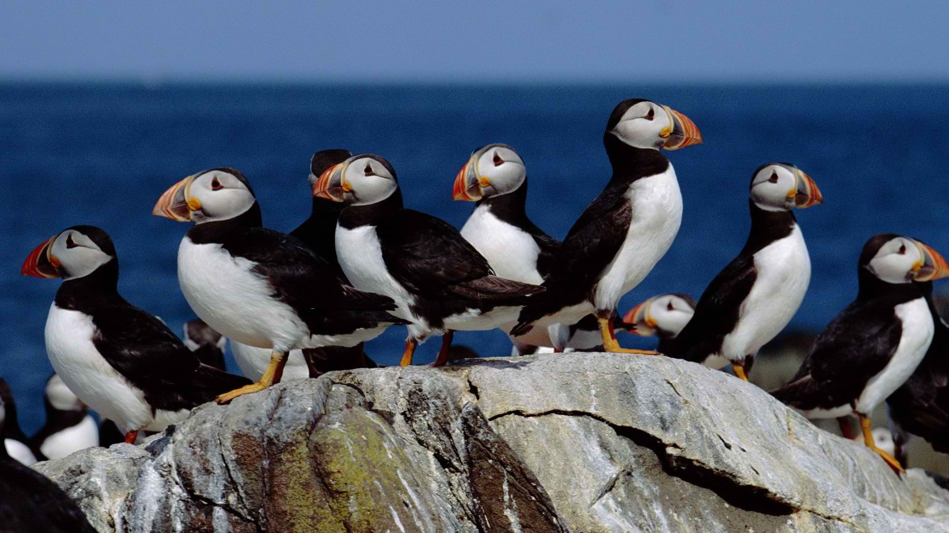 hd, puffin, animals, 1080P, bird, HD Wallpaper