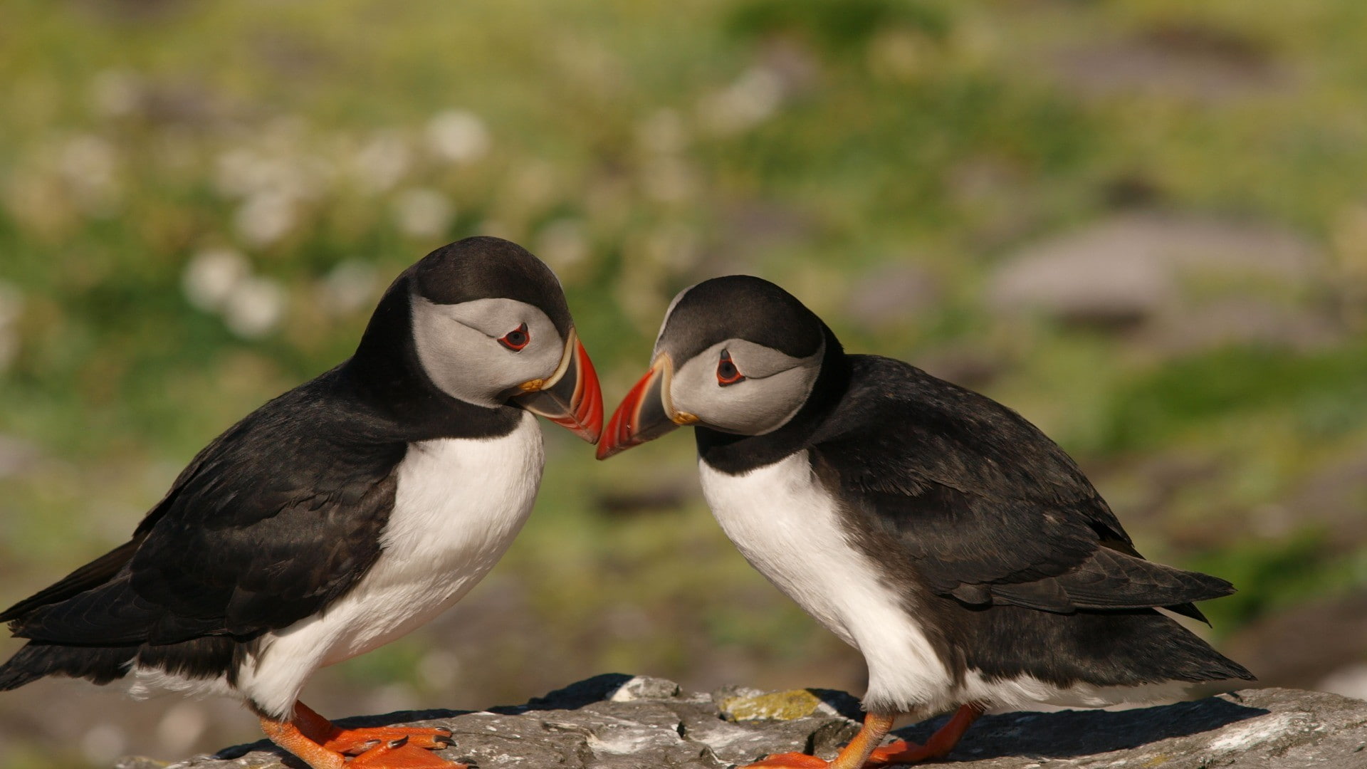 food, beak, wildlife, mouth, puffins, two animals, nature, perching, mouth open, animals in the wild, bird, animal, focus on foreground, togetherness, vertebrate, HD Wallpaper