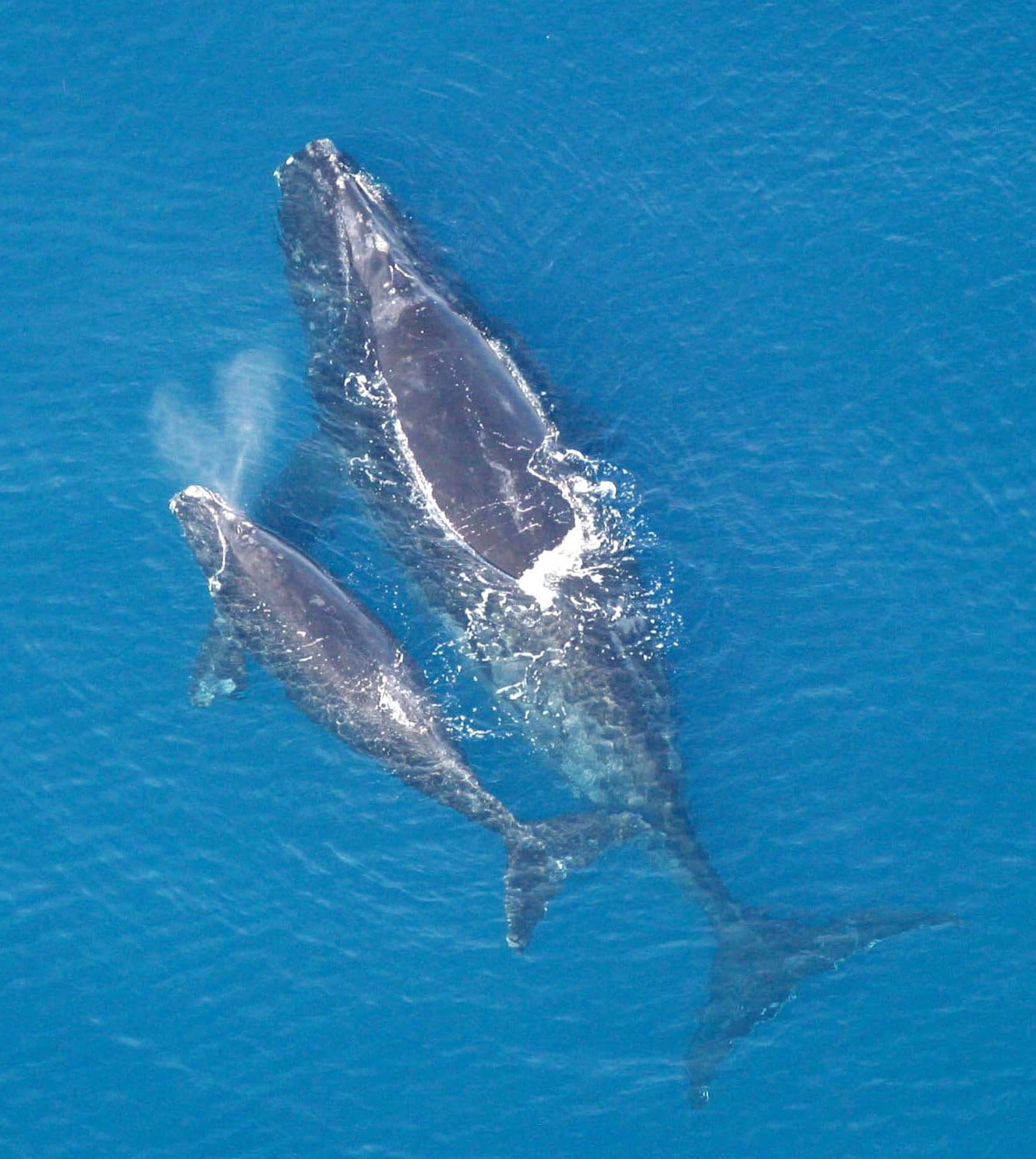 whale, high angle view, 720P, animals in the wild, swimming, water, North Atlantic right Whale, one animal, sea Life, large, outdoors, blue, animal themes, Phone HD Wallpaper