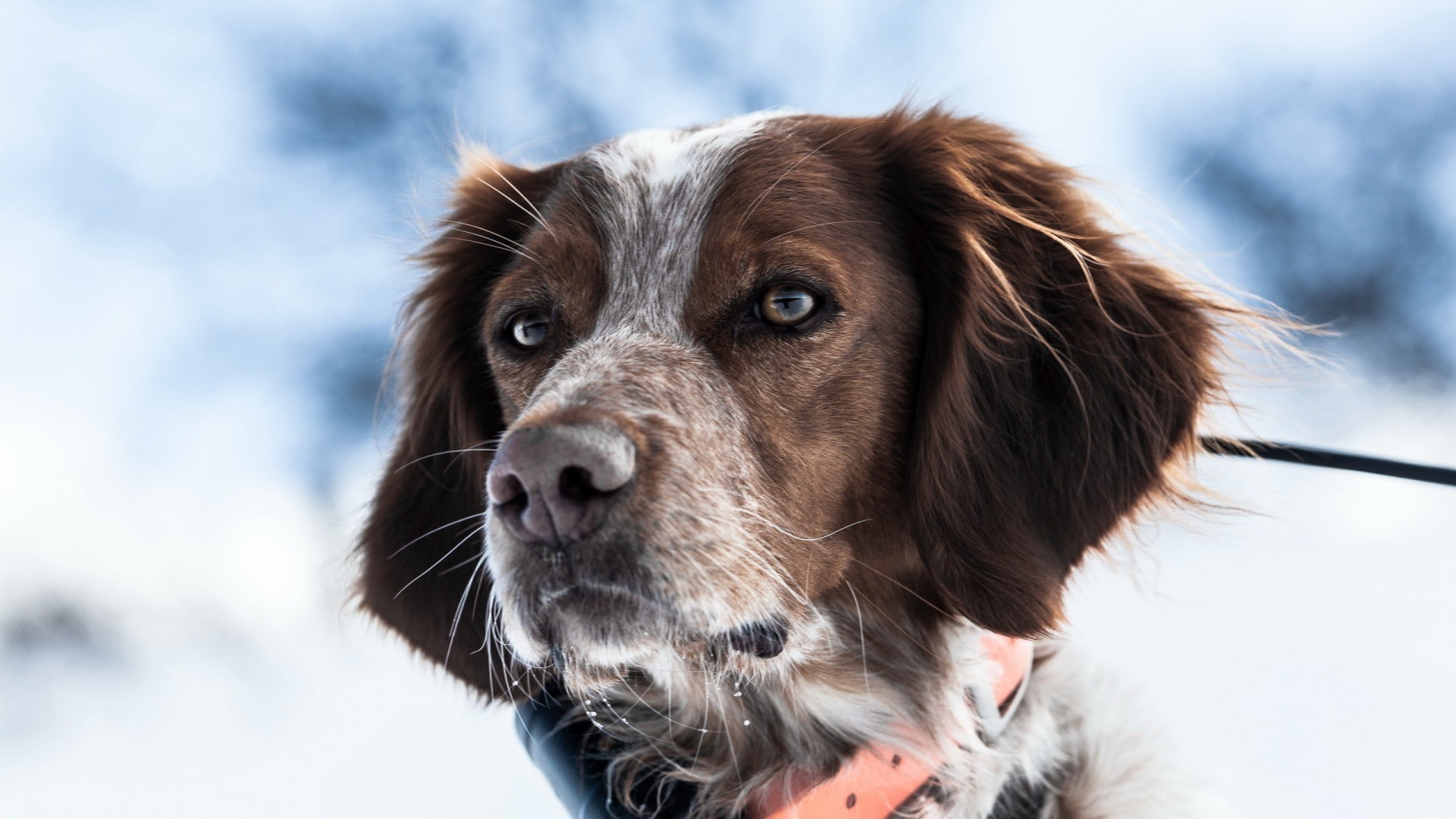 spaniels, animals, dog, 1080P, HD Wallpaper