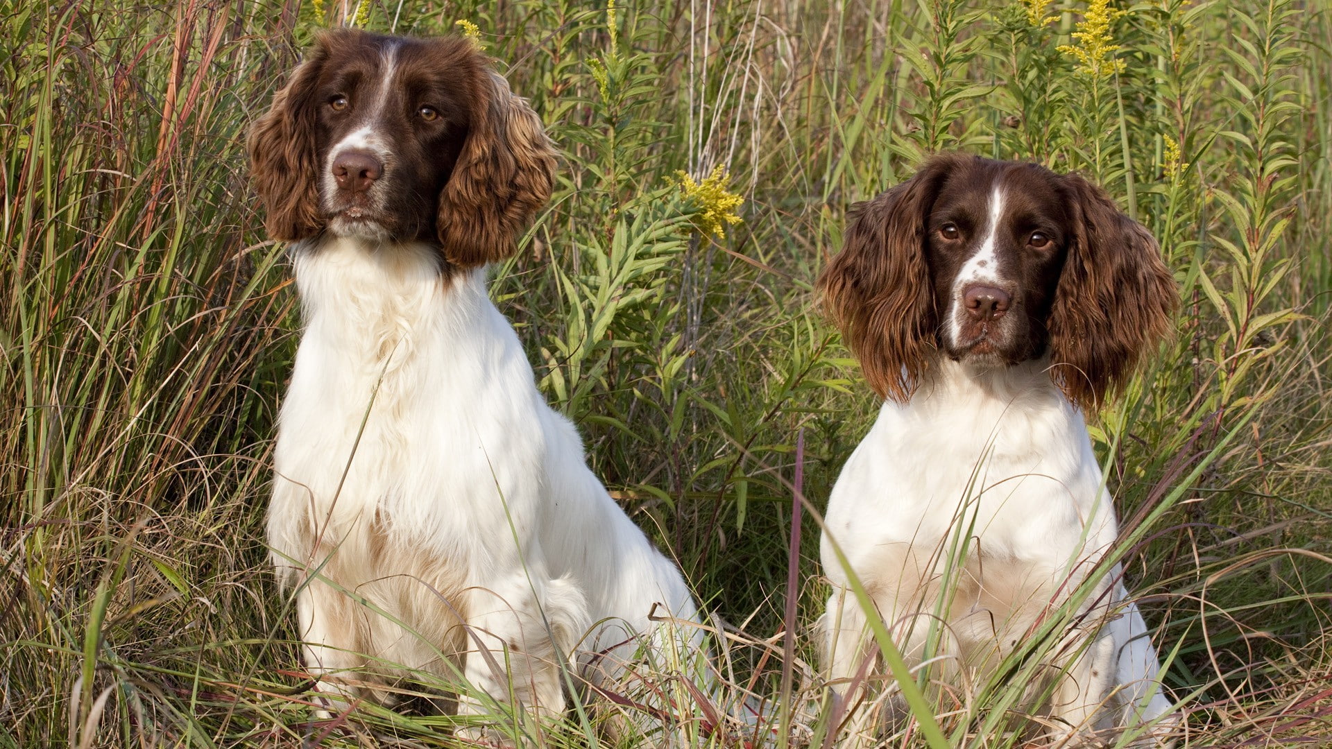 animals, dog, 1080P, spaniels, HD Wallpaper