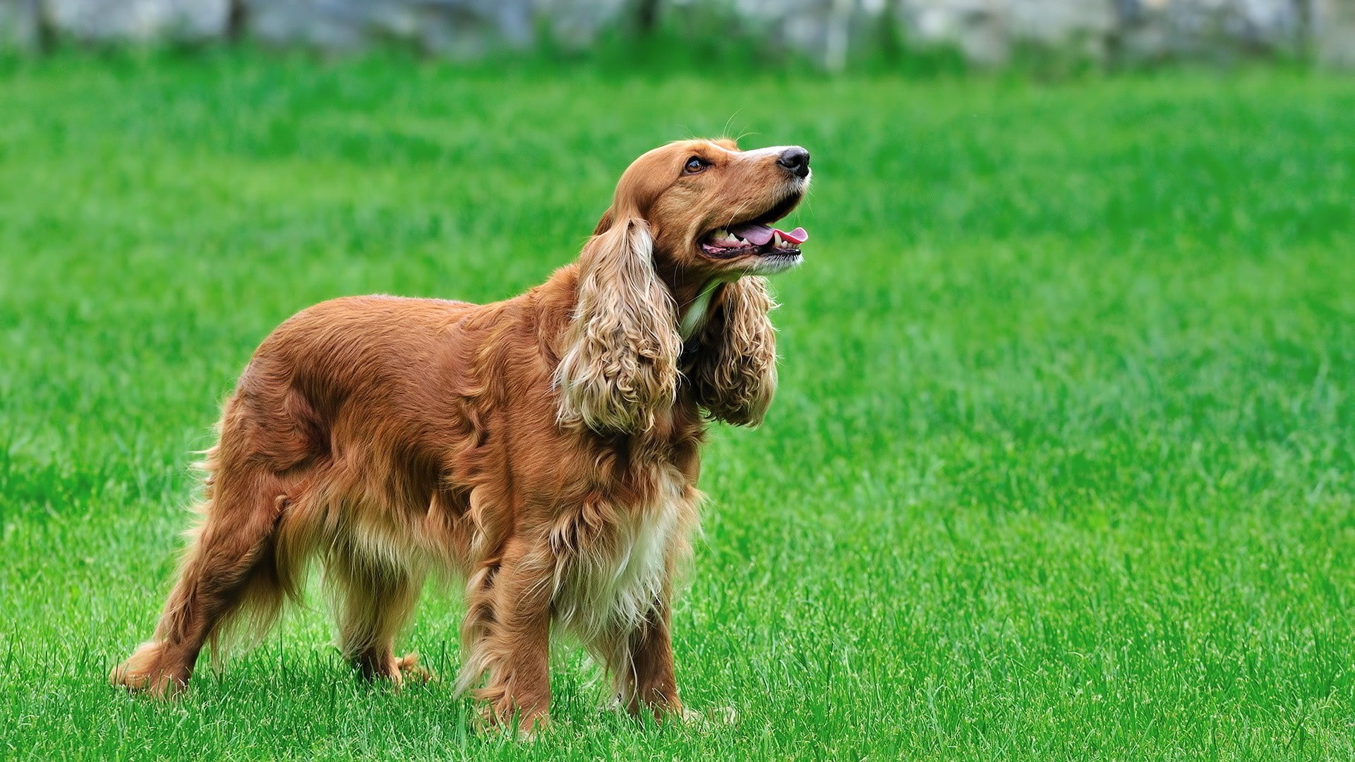 land, pets, no people, 1080P, grass, spaniels, one animal, nature, focus on foreground, plant, domestic, green color, animal themes, animal mouth, dog, HD Wallpaper