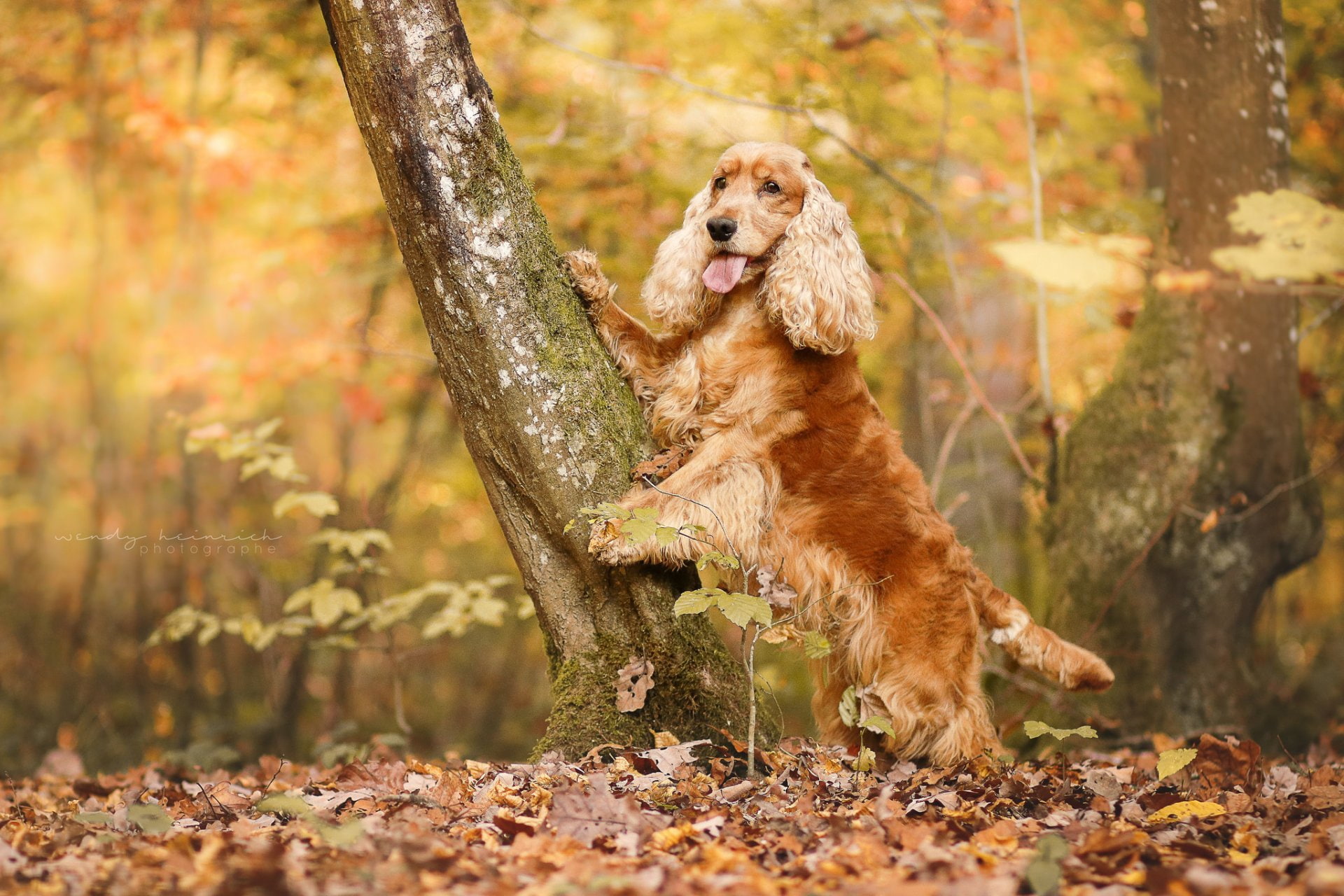 1080P, Dogs, Cocker Spaniel, Pet, Dog, HD Wallpaper