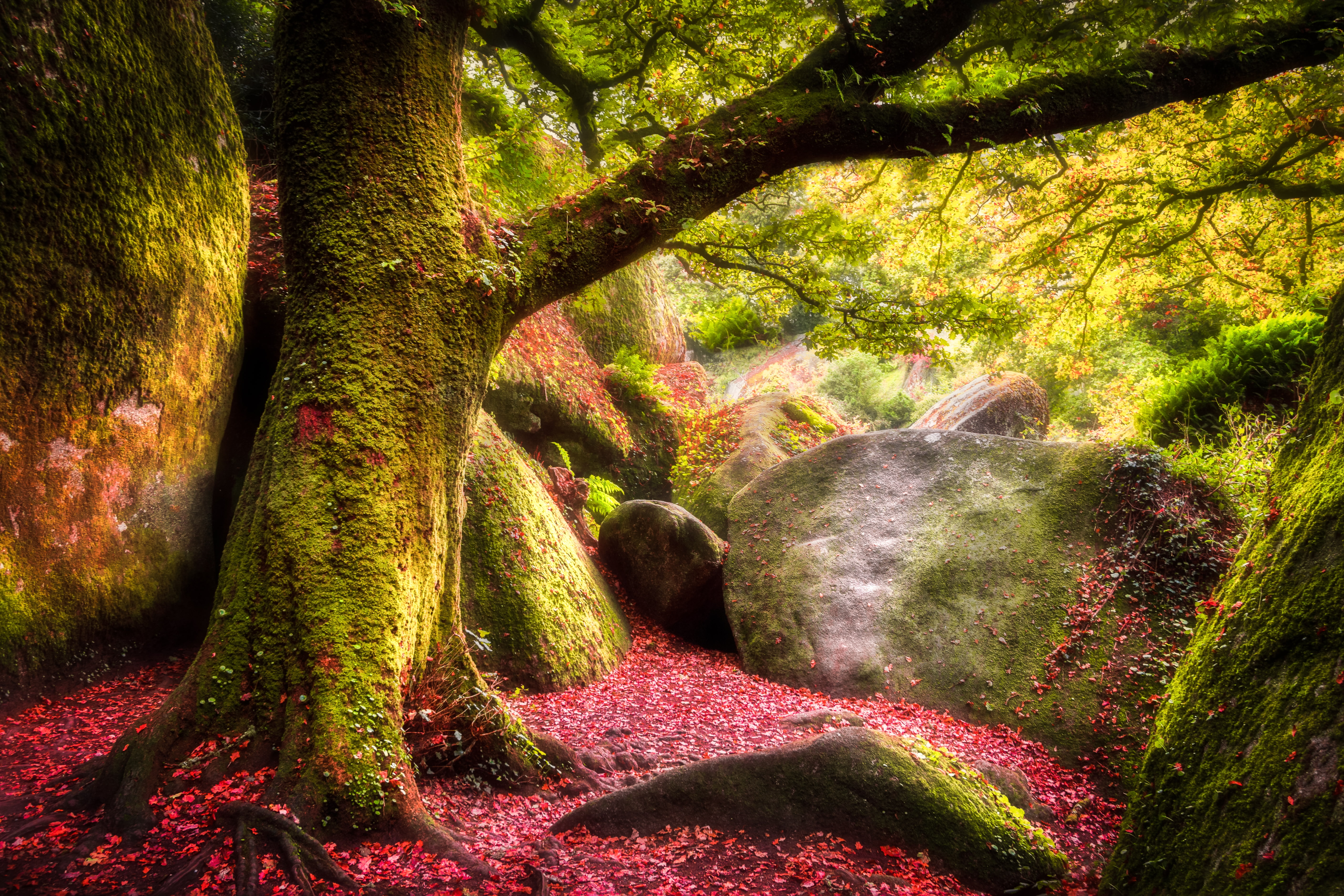 outdoors, trunk, huelgoat, day, tree, trees, change, no people, 5K, flowing water, sunlight, forest, tree trunk, beauty in nature, autumn, land, Nature, HD Wallpaper