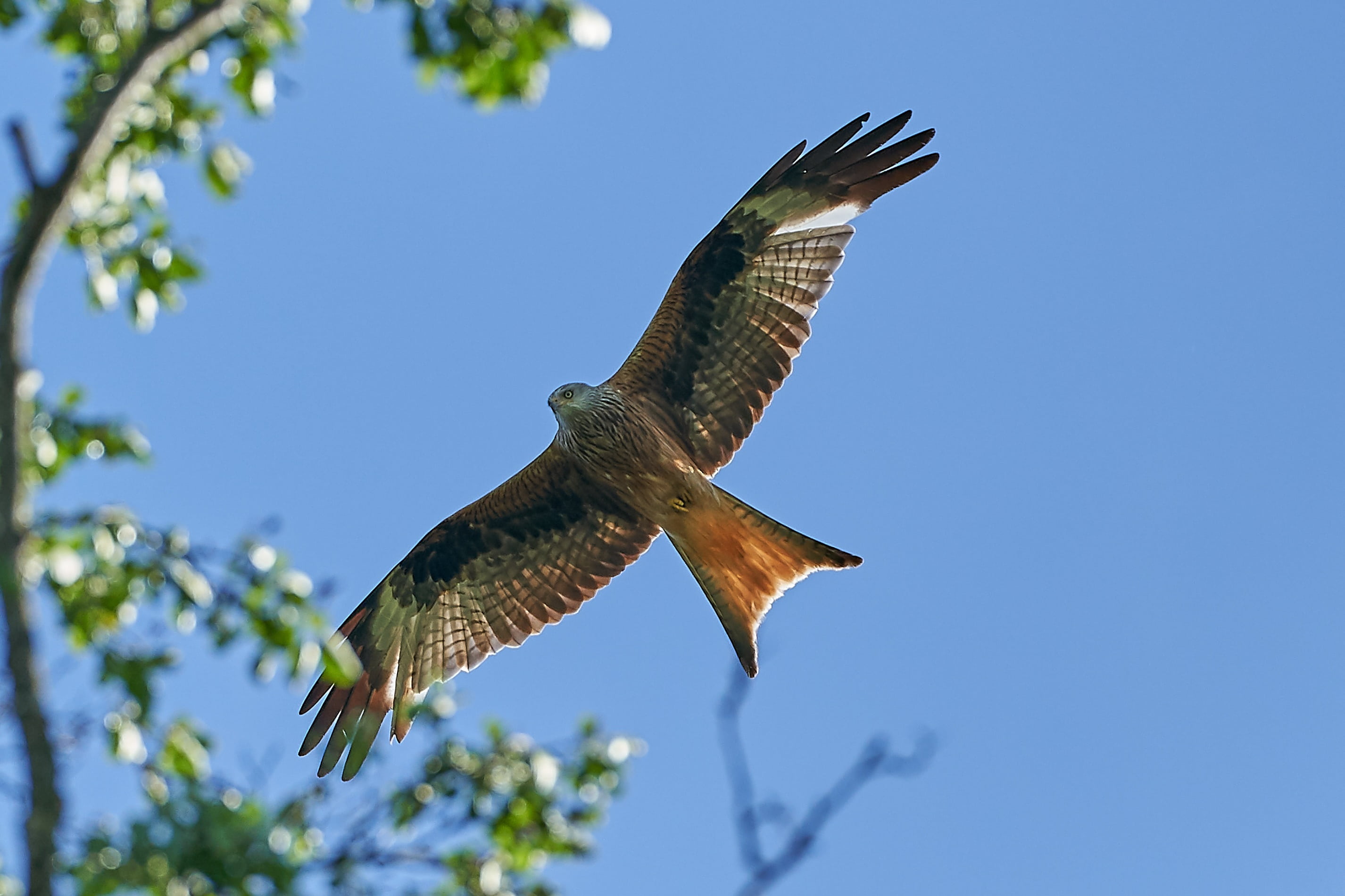 spread wings, one animal, eagle - bird, clear sky, falcon - bird, hawk - bird, raptor, animals In The Wild, vertebrate, nature, animal, directly below, HD Wallpaper