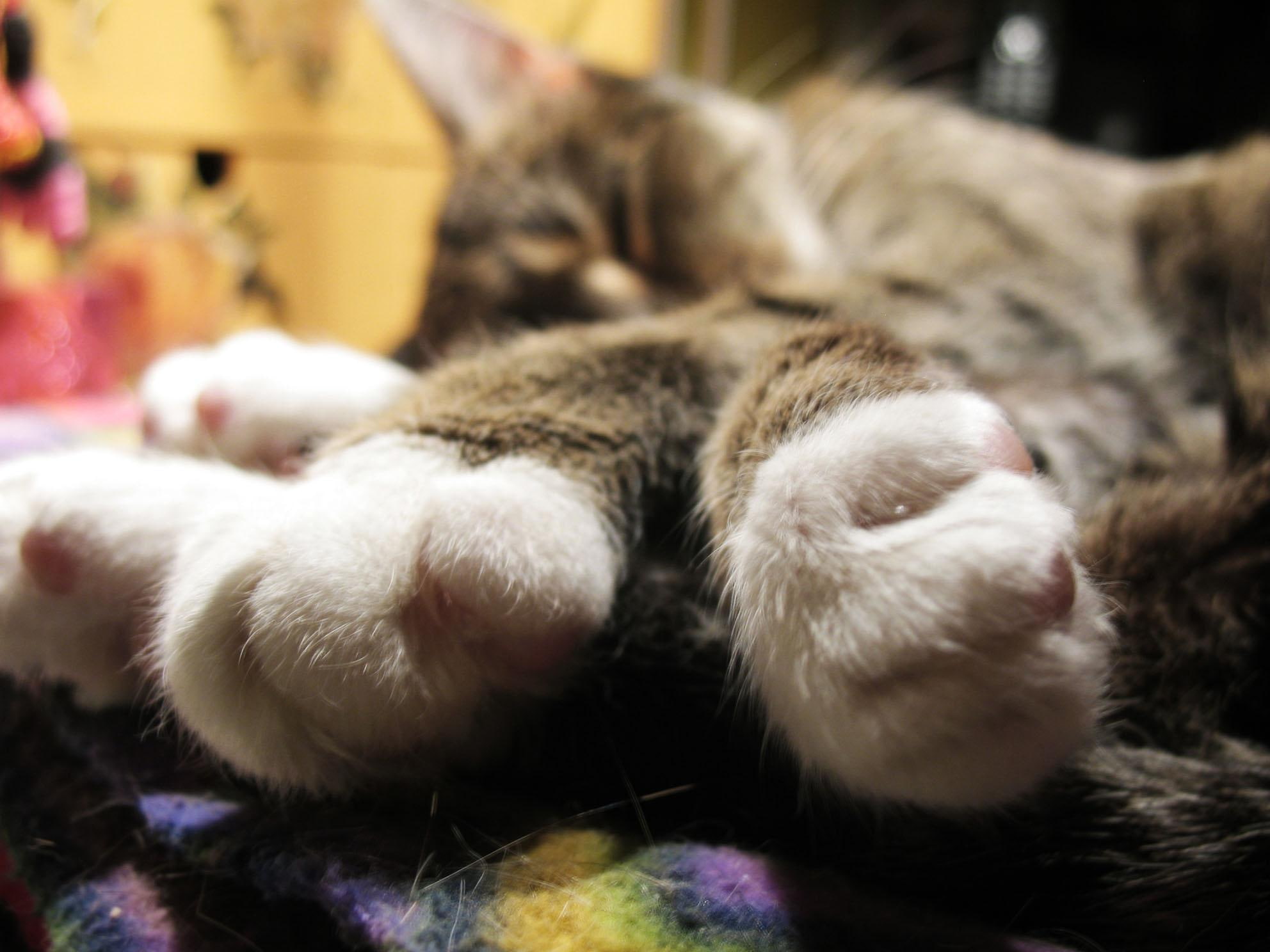 feet, sleeping, animals, cat, sweet, dreams, 1080P, animal, HD Wallpaper