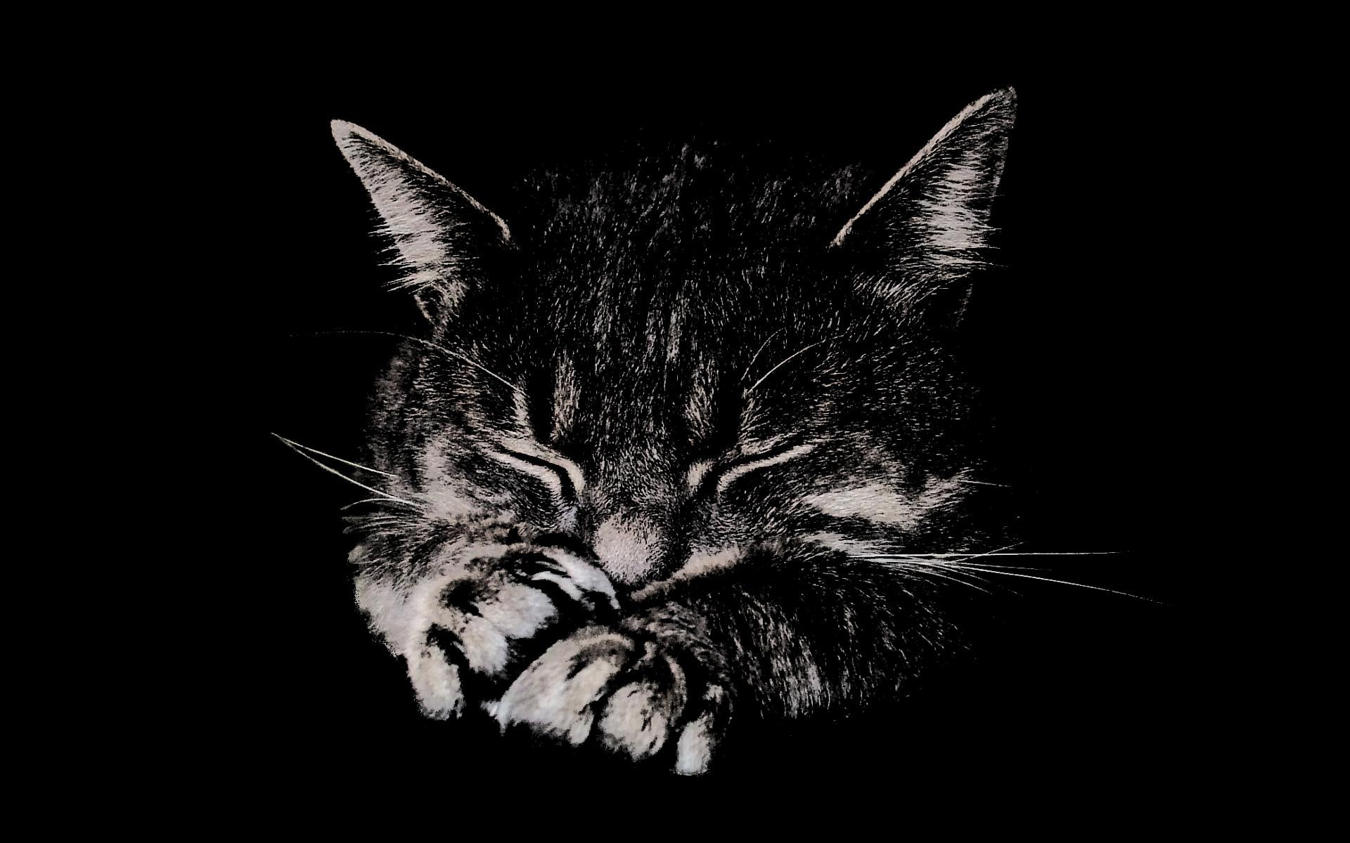 kittens, black, dreamy, pretty, 1080P, pets, dream, picture, sleeping, nice, white, piticut, dreams, shush, sweet, HD Wallpaper