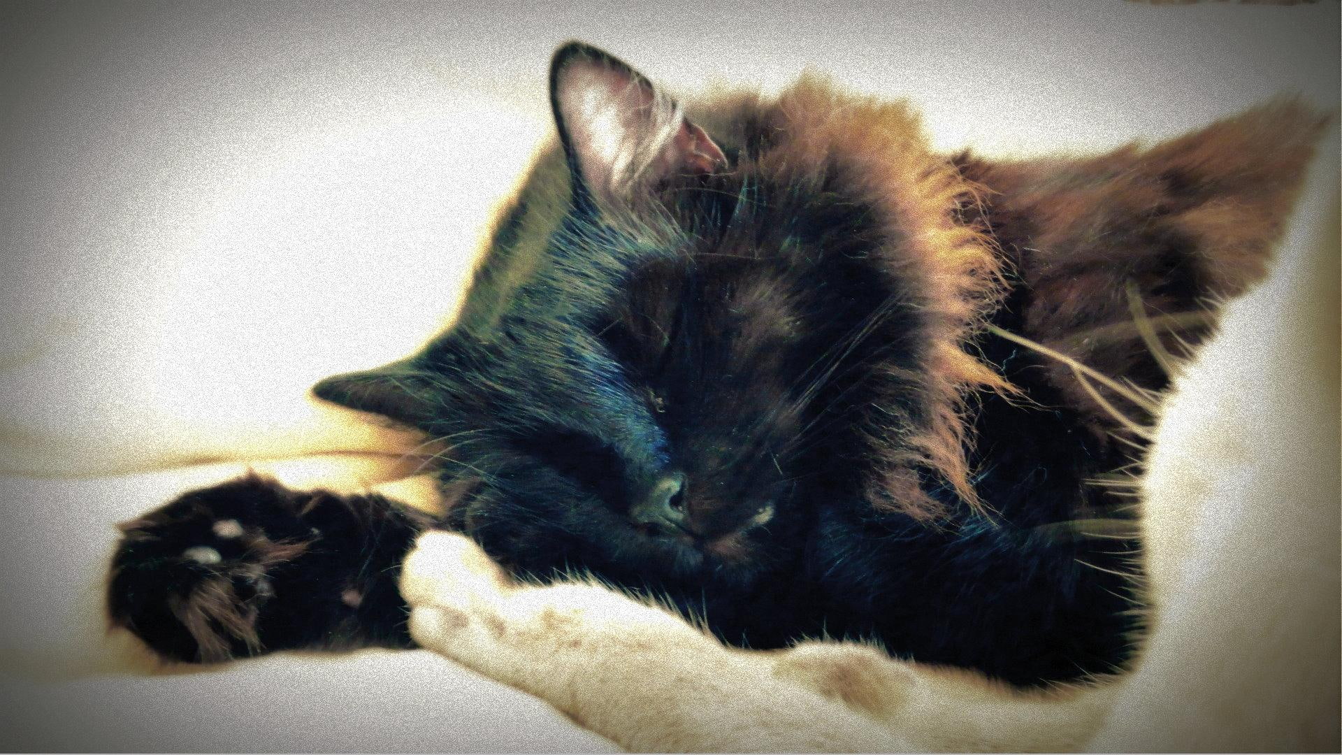 dreaming, black, animal, beautiful, sweet, cute, 1080P, cat, lovely, animals, HD Wallpaper