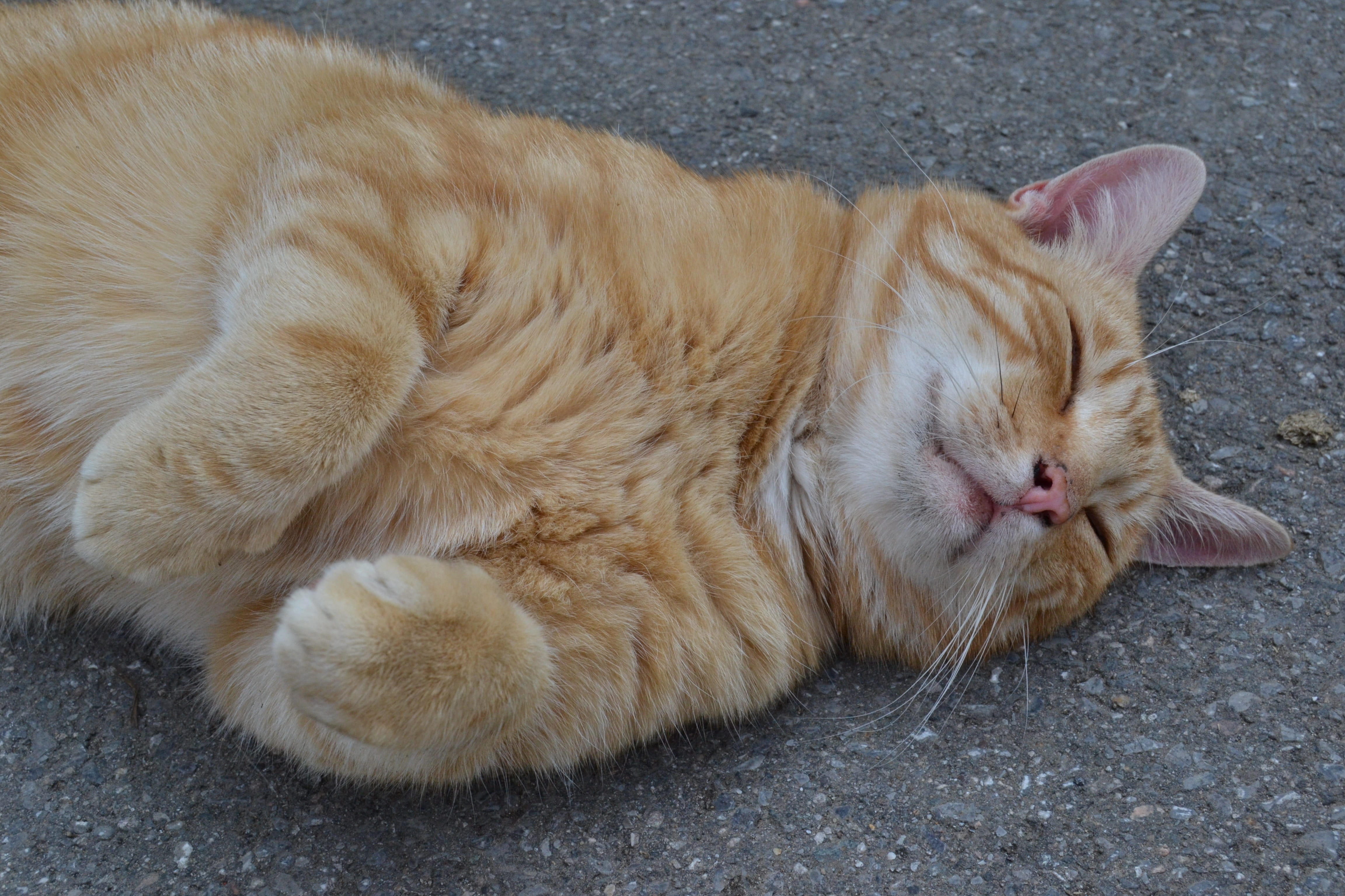 ginger cat, 4K, dreaming, cute, domestic cat, beautiful, eyes closed, mieze, relaxation, resting, pet, sleeping, no people, sweet, adorable, sleep, fur, HD Wallpaper