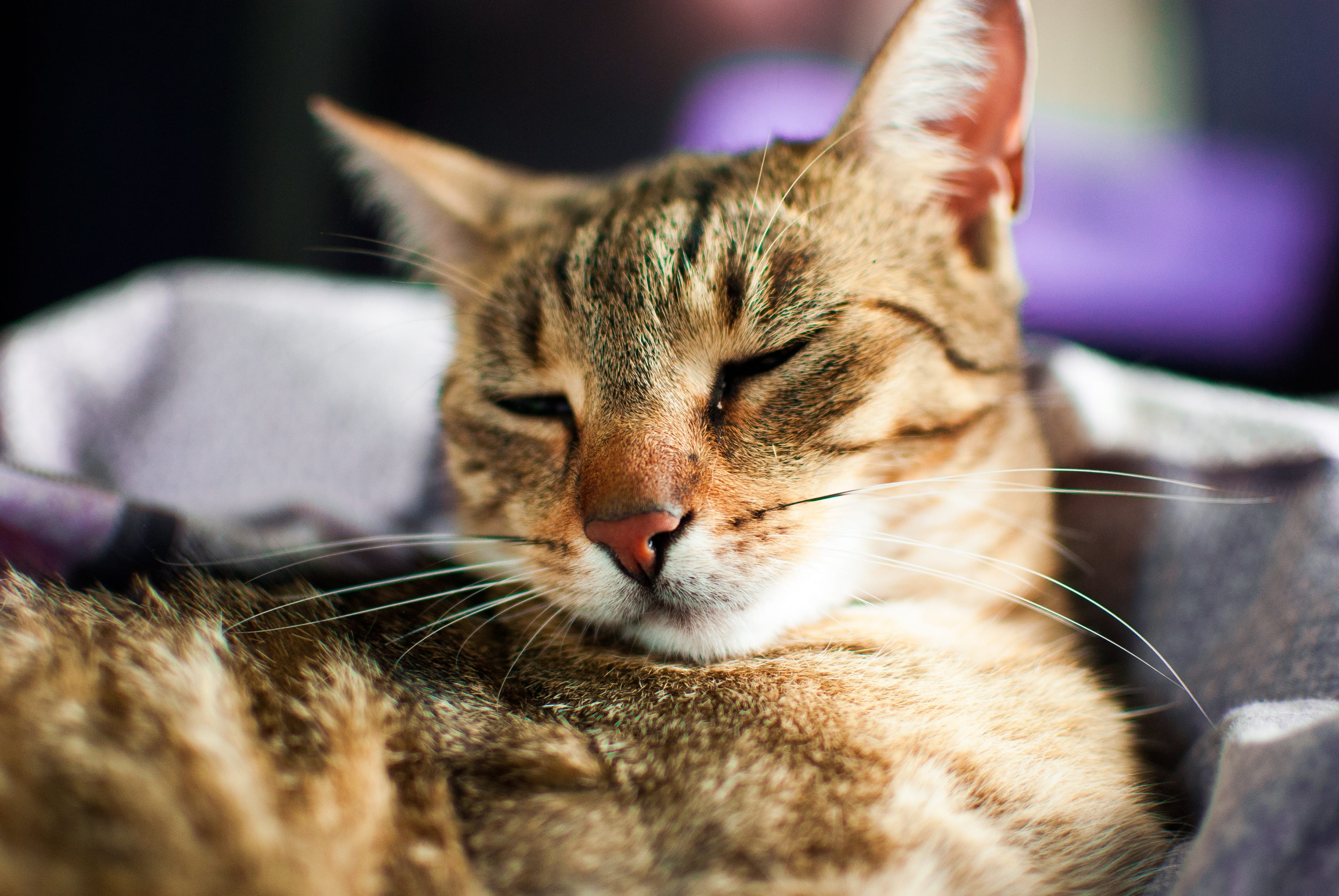domestic, animal themes, dachowiec, resting, animal, domestic animals, calm cat, no people, pets, tabby, one animal, kitty, szarobury, napping, pet, toddler, HD Wallpaper