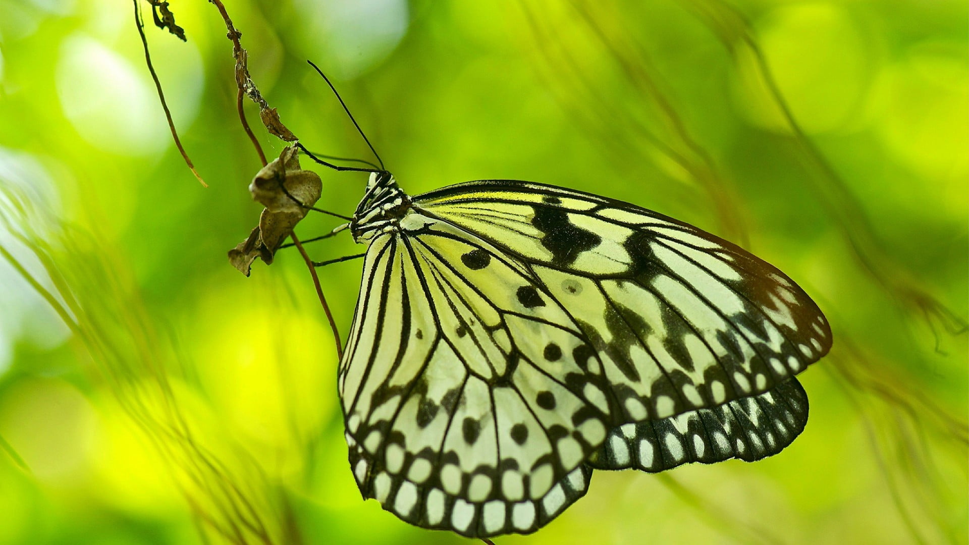 plant, plant part, beauty in nature, animal, animal themes, animal wing, green color, 1080P, kite, nature, outdoors, green, butterfly, butterfly - insect, HD Wallpaper