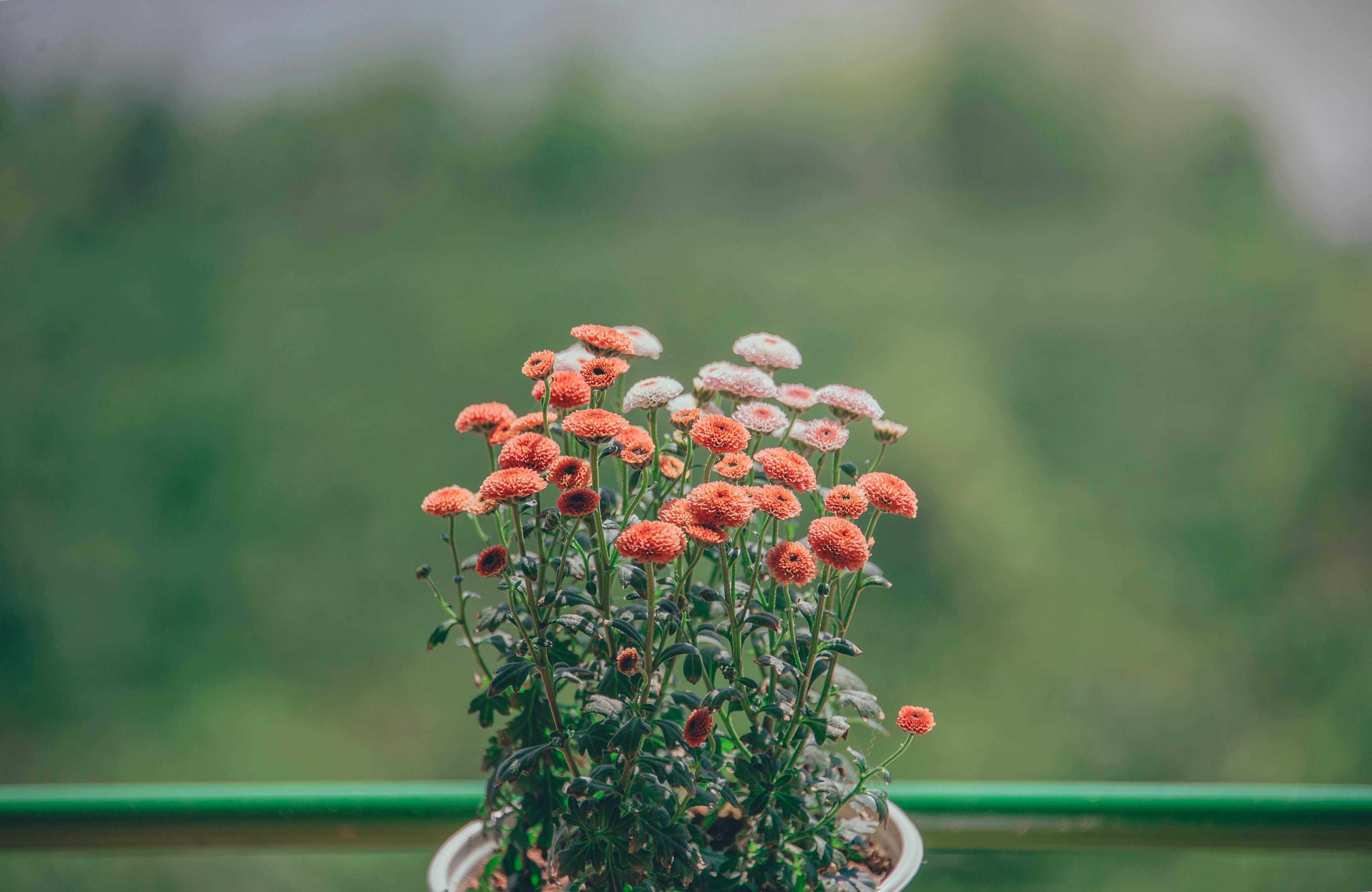 red, plant, inflorescence, light, selective focus, flowering plant, summer, little, no people, animal, green color, female, close-up, adorable, cat, flowers, HD Wallpaper