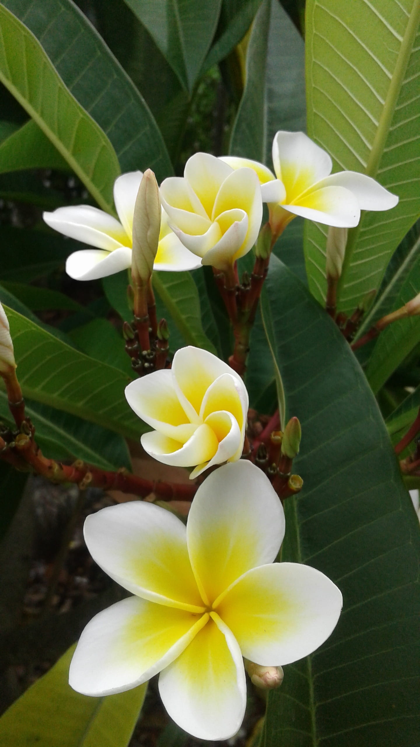 plant part, outdoors, beauty in nature, frangipani, nature, plant, inflorescence, beautiful, close-up, greetings, no people, plumeria, flower, aromatic, Phone HD Wallpaper
