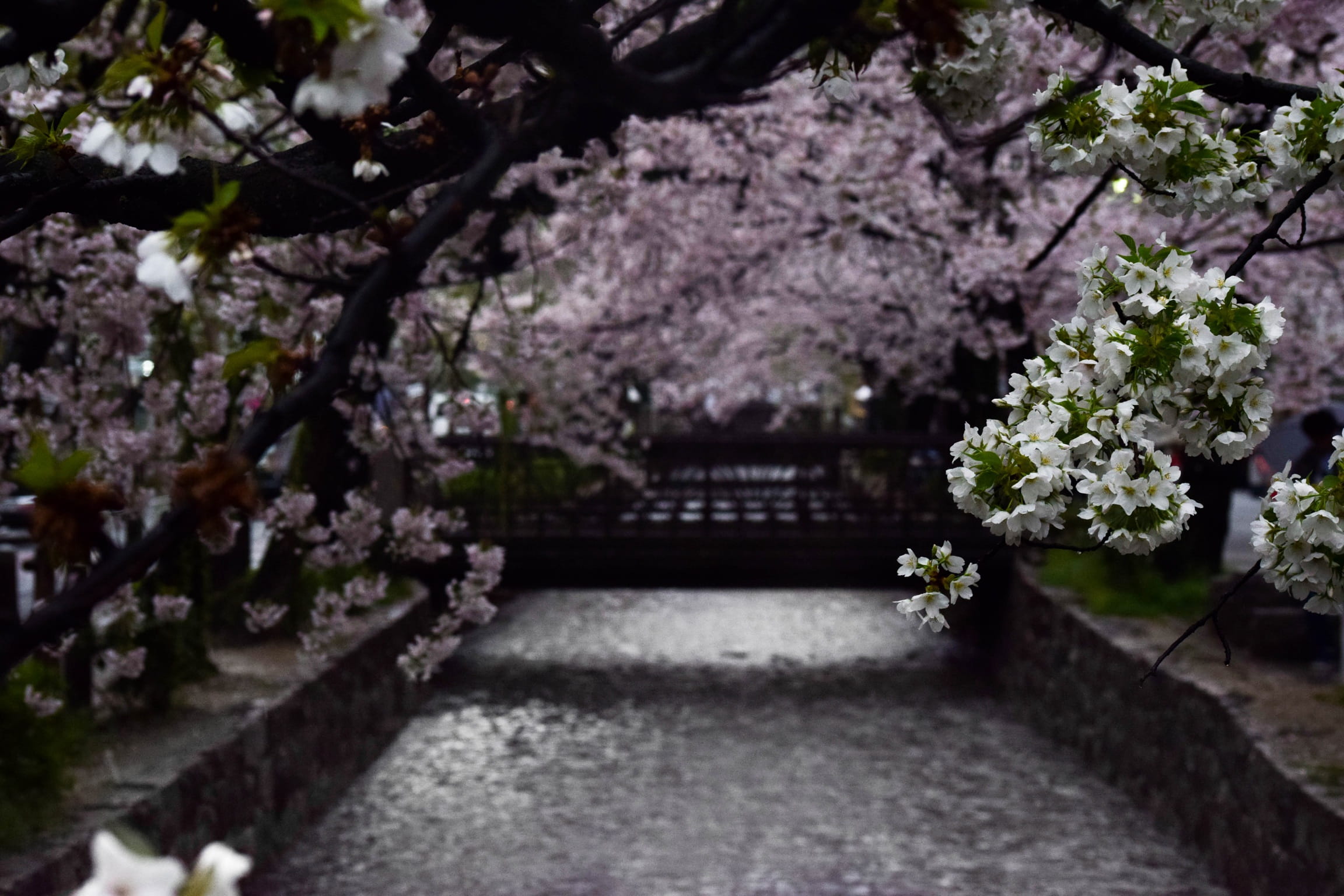 tokyo, beauty in nature, tree, growth, cherry tree, blossom, kyoto, cherry blossom, freshness, trees, park, sakura, no people, park - man made space, travel, HD Wallpaper