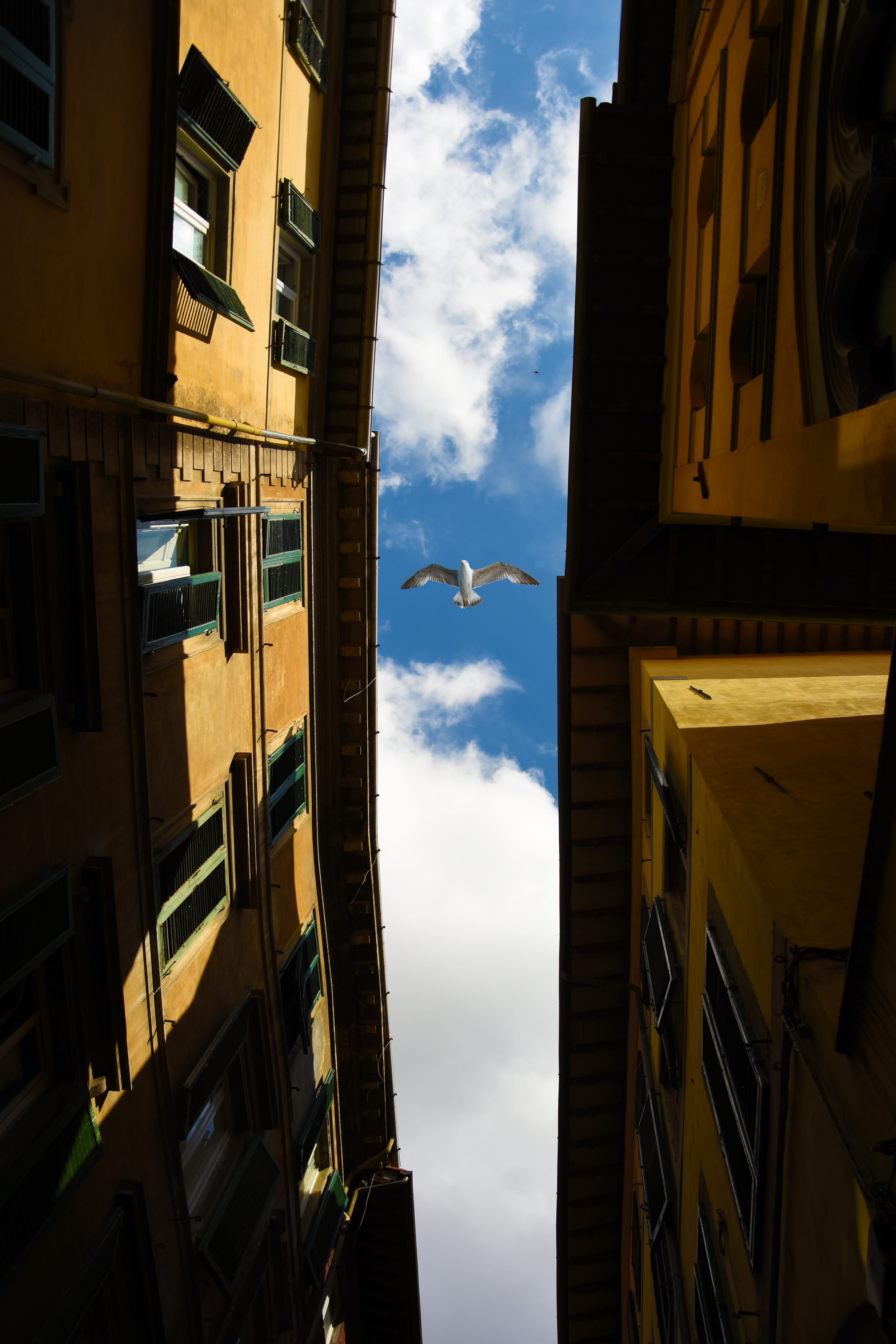 urban, town, modern, street, skyscraper, 5K, travel, animal themes, sky, bird, business, apartment, built structure, homes, cloud - sky, window, seagull, Phone HD Wallpaper