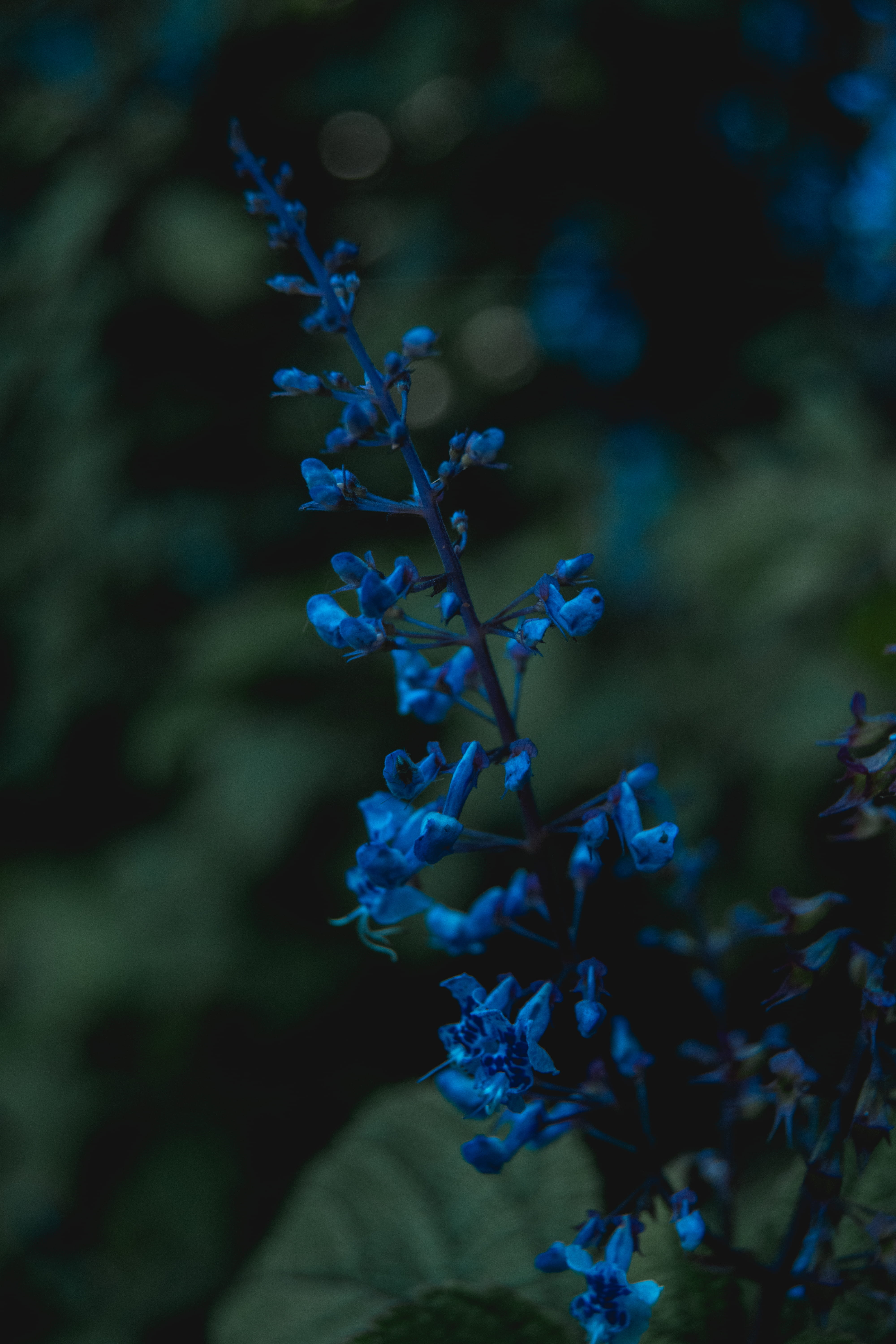 scifi, spring, growth, alien, flowering plant, forest, tree, midnight, focus on foreground, freshness, nature, vulnerability, flower head, plant, 5K, moonlight, Phone HD Wallpaper
