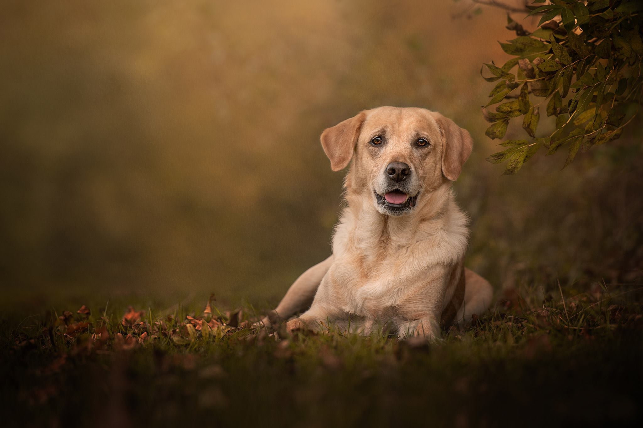 Dogs, Pet, 1080P, Labrador Retriever, Dog, HD Wallpaper
