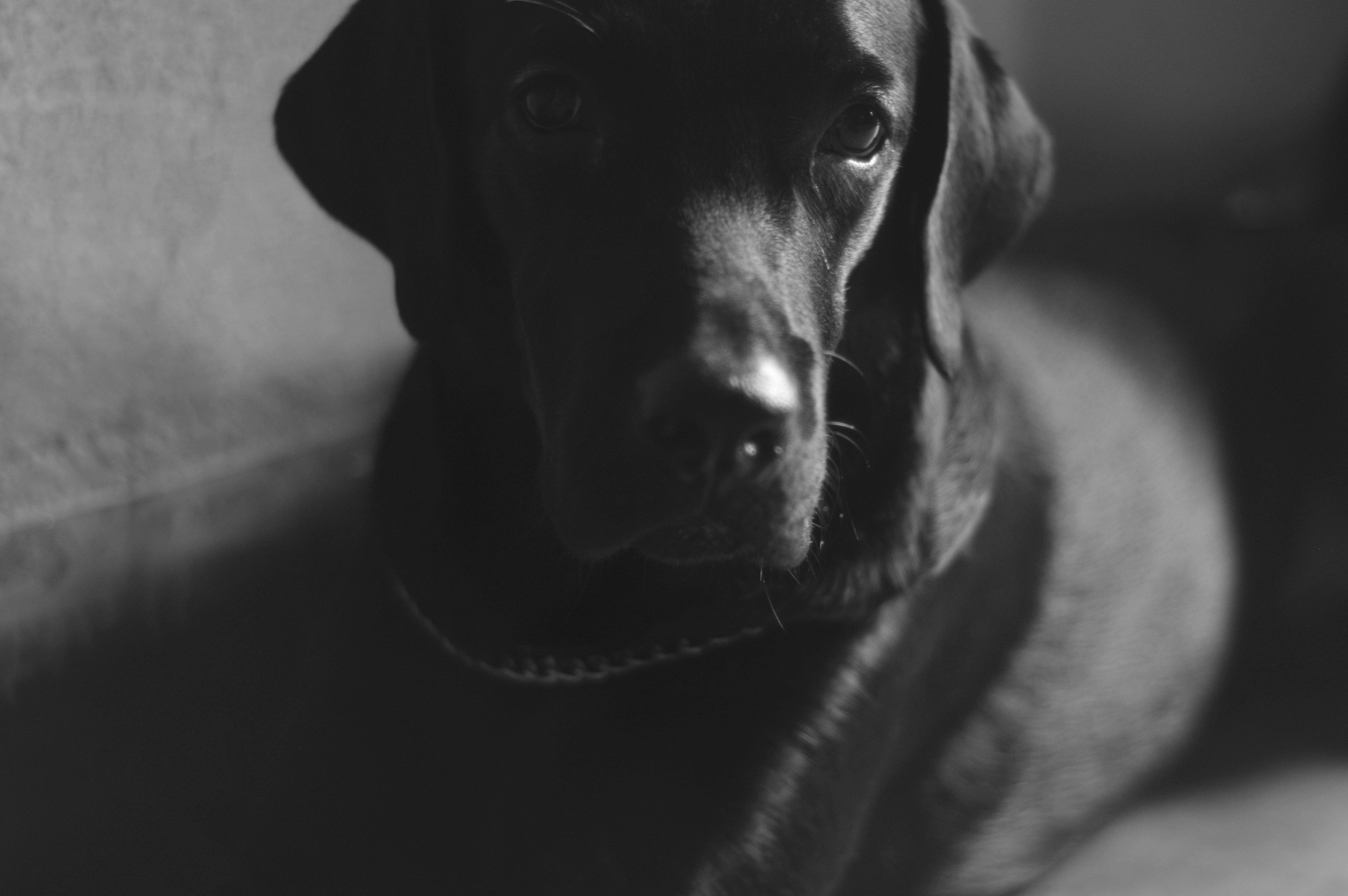 monochrome, unique, dog, 5K, photography, labrador, Zeus, HD Wallpaper