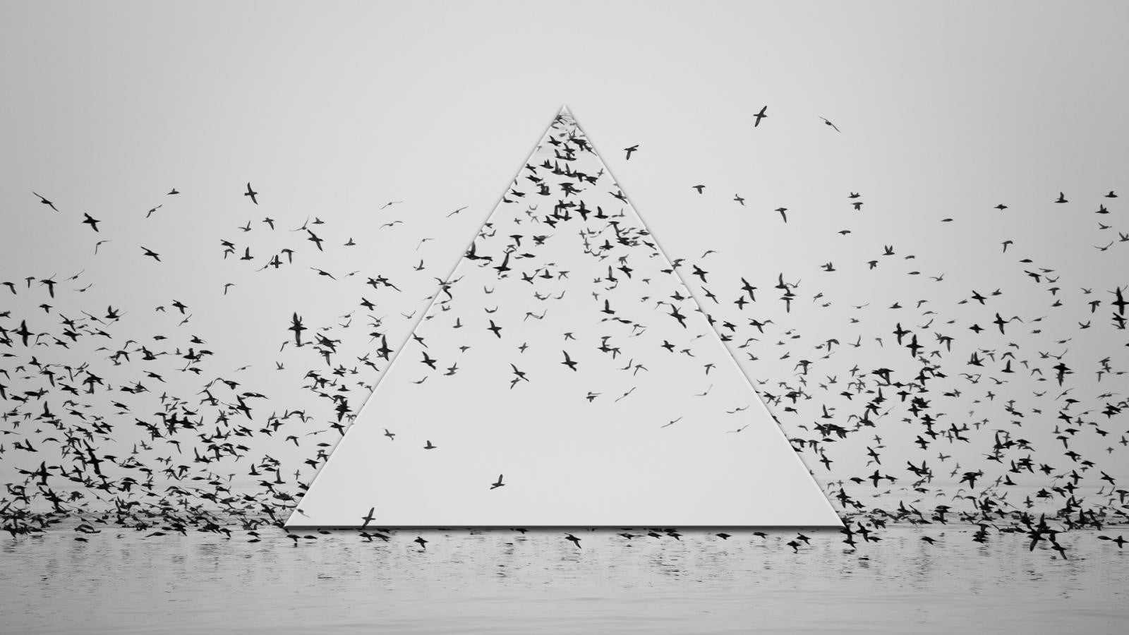 vertebrate, birds, mid-air, simple, bird, clear sky, photo manipulation, animals in the wild, reflection, day, flying, triangle, artwork, wedge, HD Wallpaper
