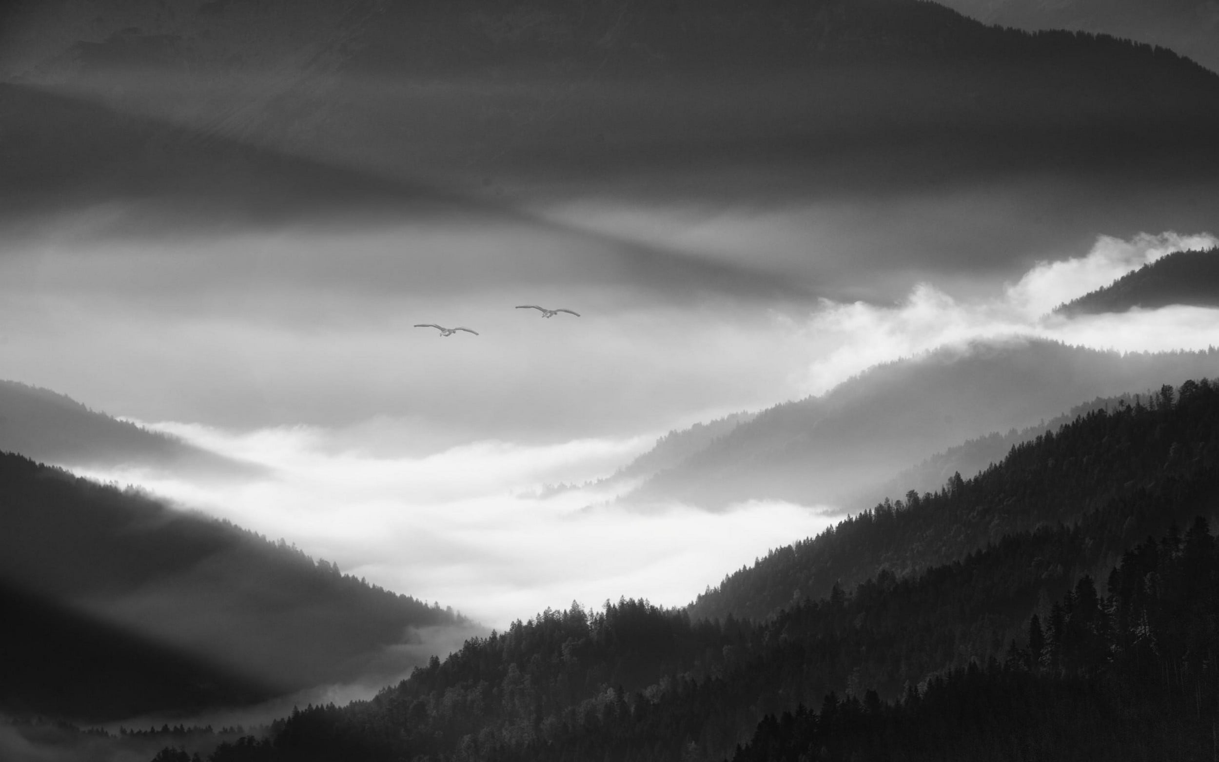 plant, 1080P, rug, black, birds, sky, tree, animals in the wild, no people, mountains, monochrome, Germany, valley, nature, landscape, beauty in nature, HD Wallpaper
