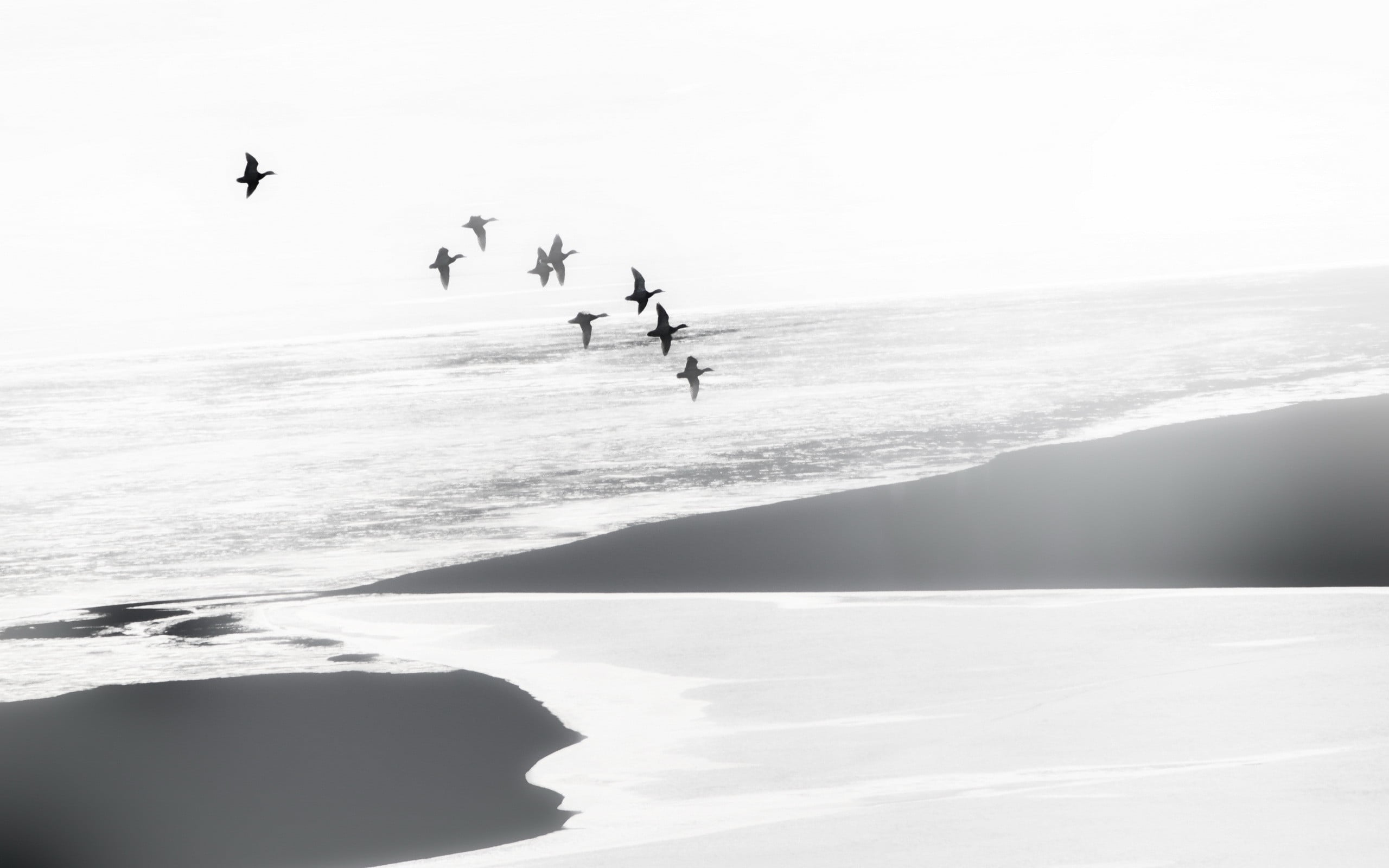 white, sky, decor, wooden, nature, 2K, people, day, landscape, mist, bird, vertebrate, animals in the wild, water, sport, sea, animals, black, beach, scenics - nature, HD Wallpaper