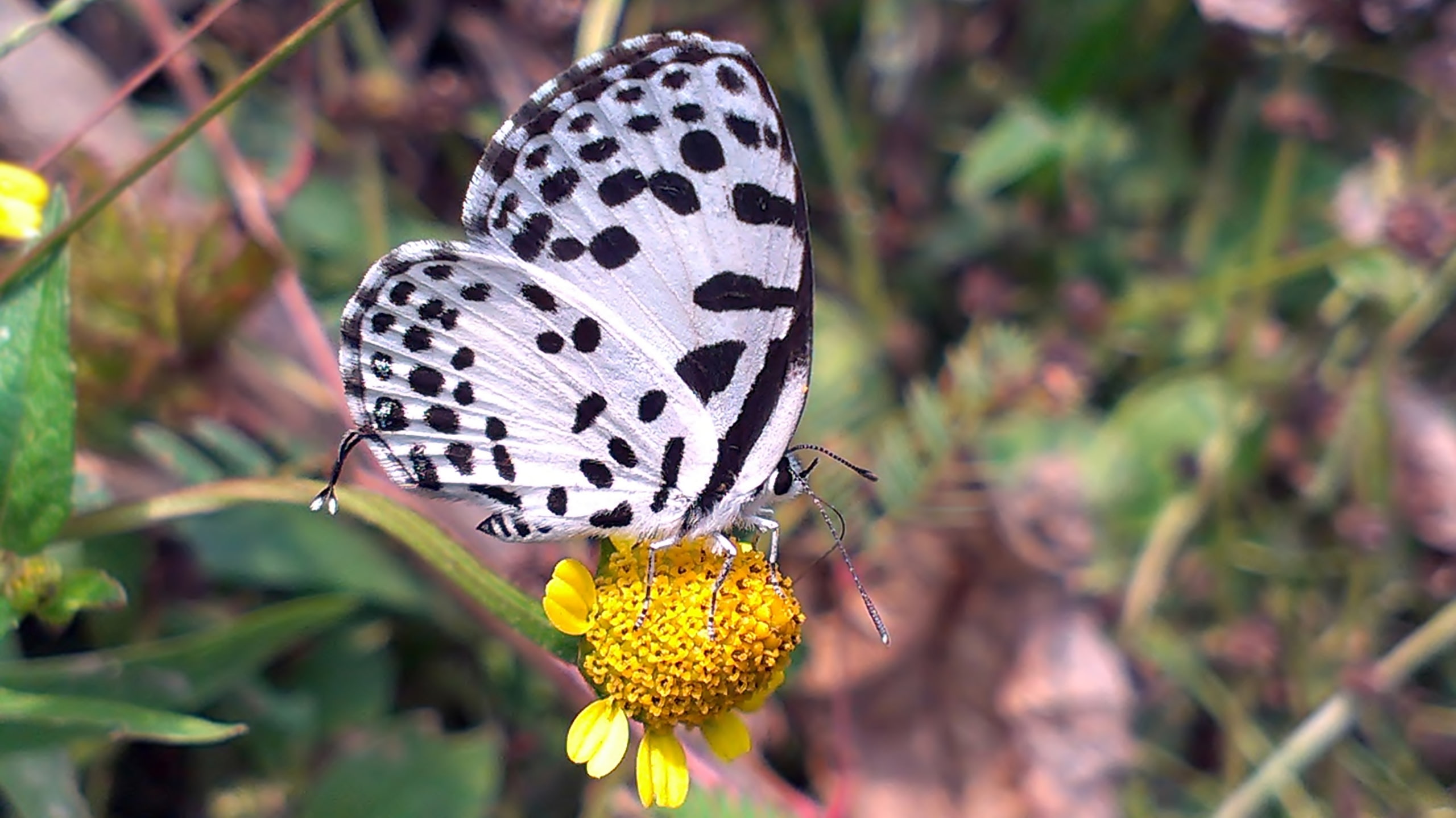 butterfly, invertebrate, animal wildlife, pollination, flowering plant, animal wing, animals in the wild, no people, fragility, white, beauty in nature, HD Wallpaper