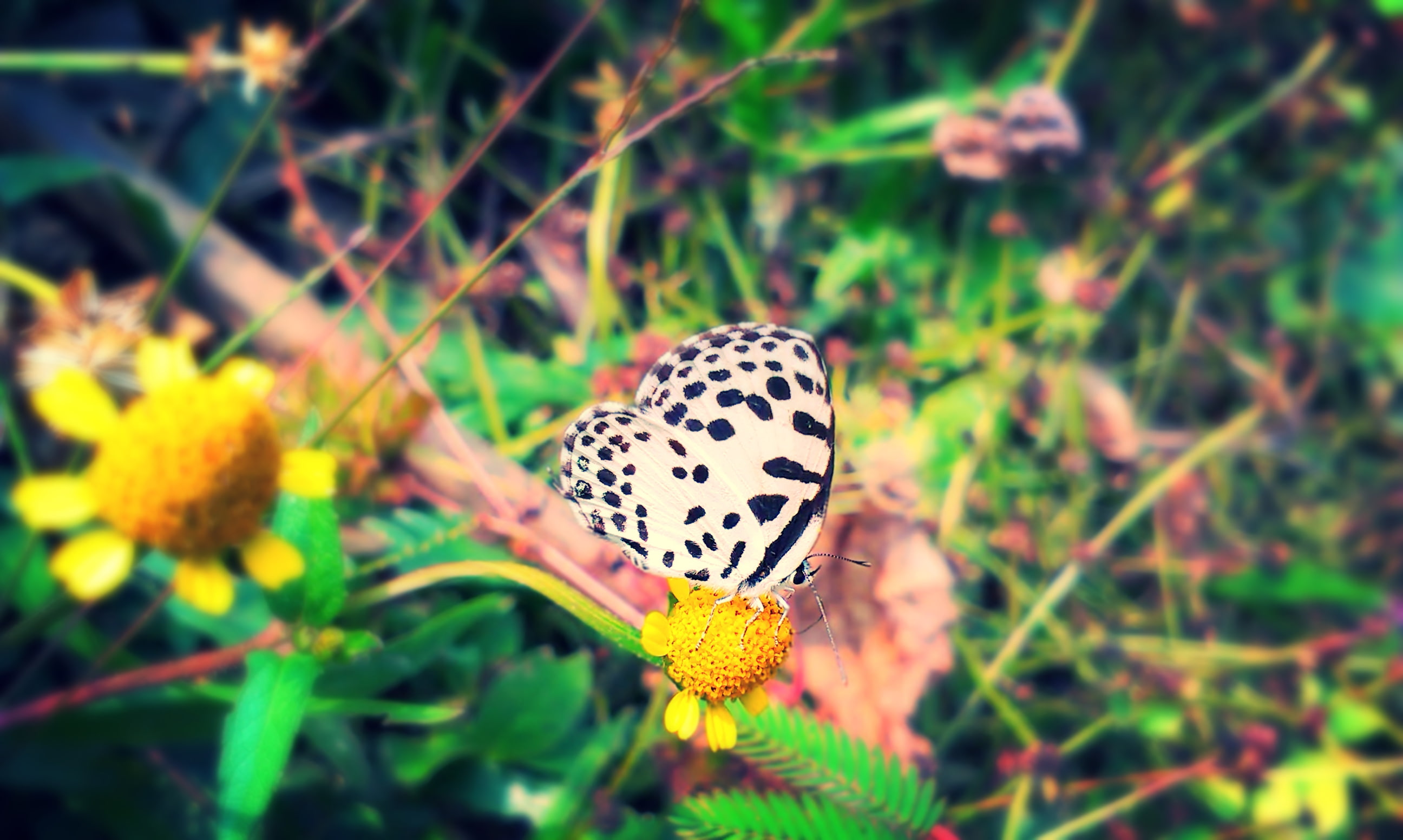 2K, 4k, nature, butterfly, hd, ultrahd, black, forest, color, tree, white, animal, hdr, HD Wallpaper
