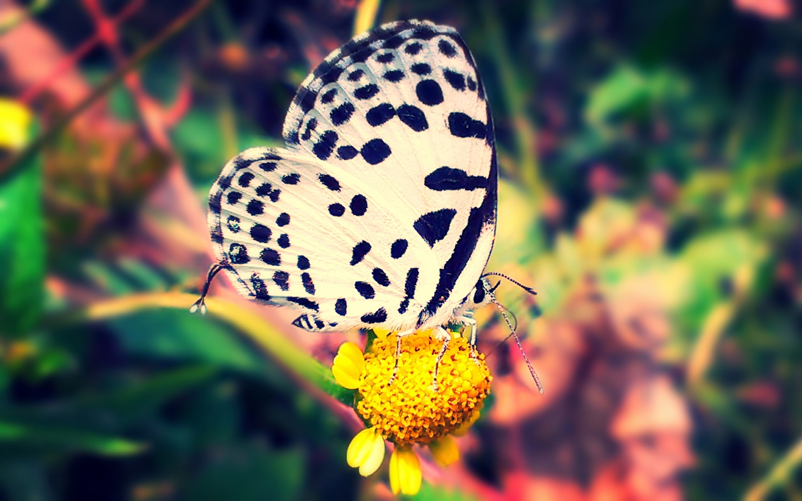 animal themes, nature, tree, color, pollination, focus on foreground, butterfly - insect, fragility, insect, flower head, hd, beauty in nature, forest, HD Wallpaper