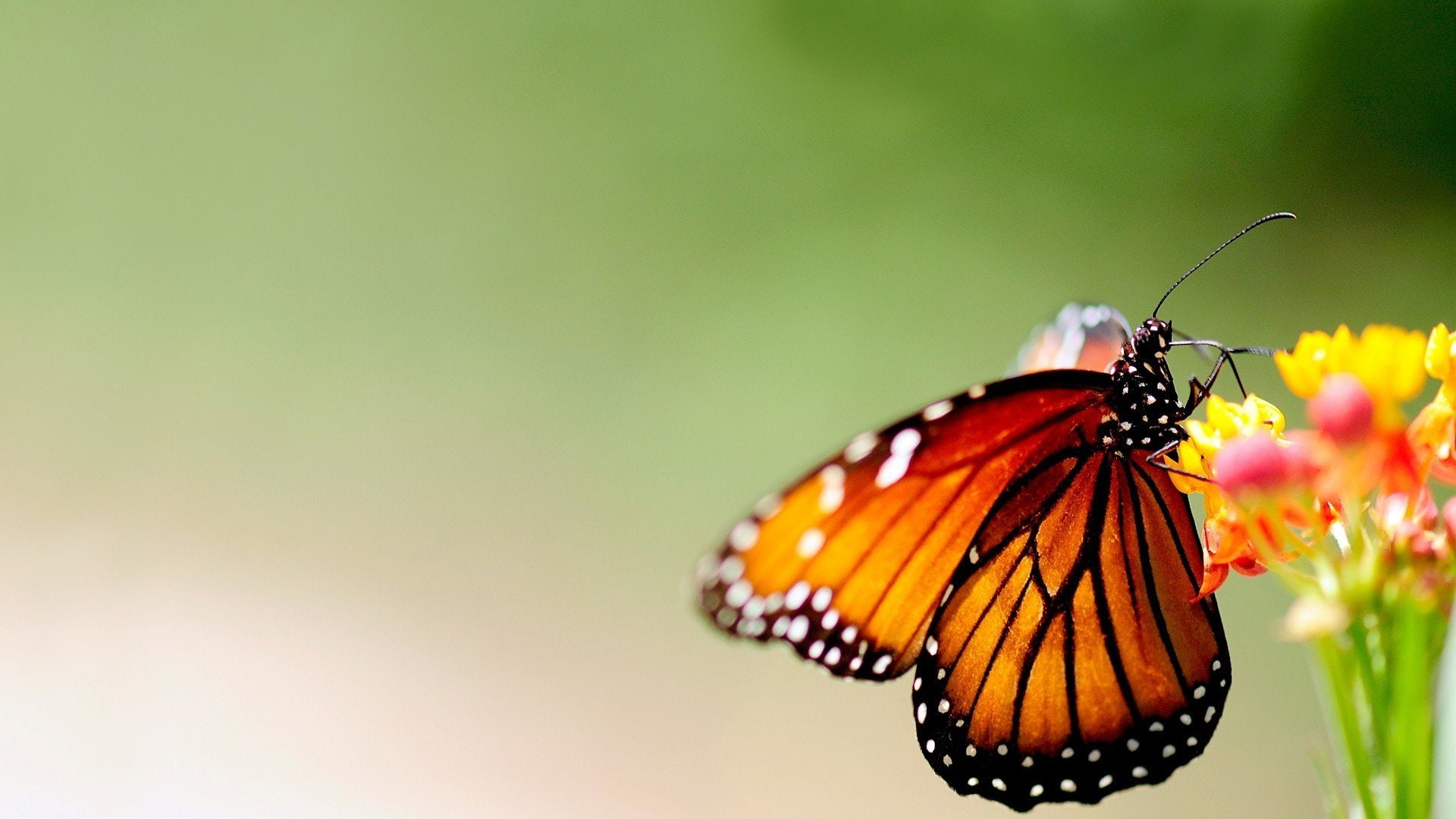 hd, 4k, forest, animal, ultrahd, black, butterfly, white, 1080P, tree, color, nature, hdr, HD Wallpaper