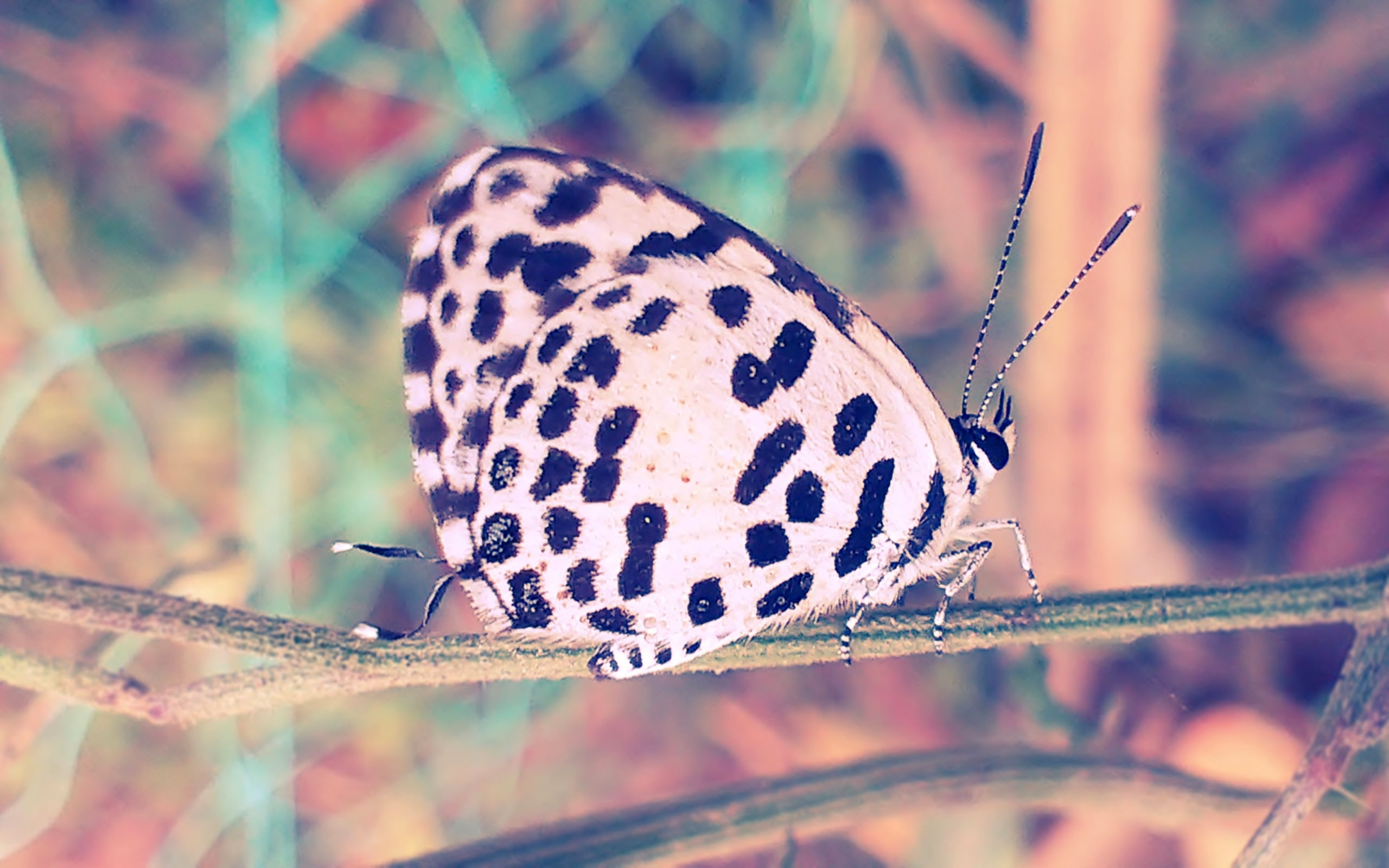 animal, ultrahd, 2K, nature, color, black, hdr, forest, hd, butterfly, white, tree, 4k, HD Wallpaper