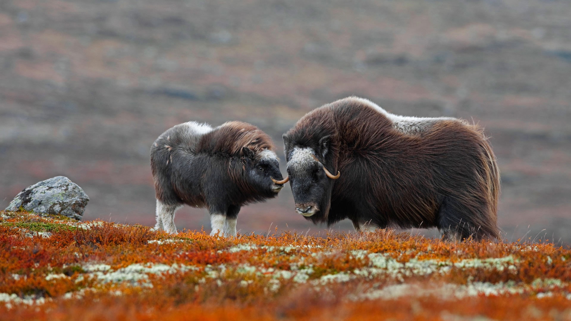 Norway, 1080P, Dovrefjell-Sunndalsfjella, national Park, musk ox, HD Wallpaper