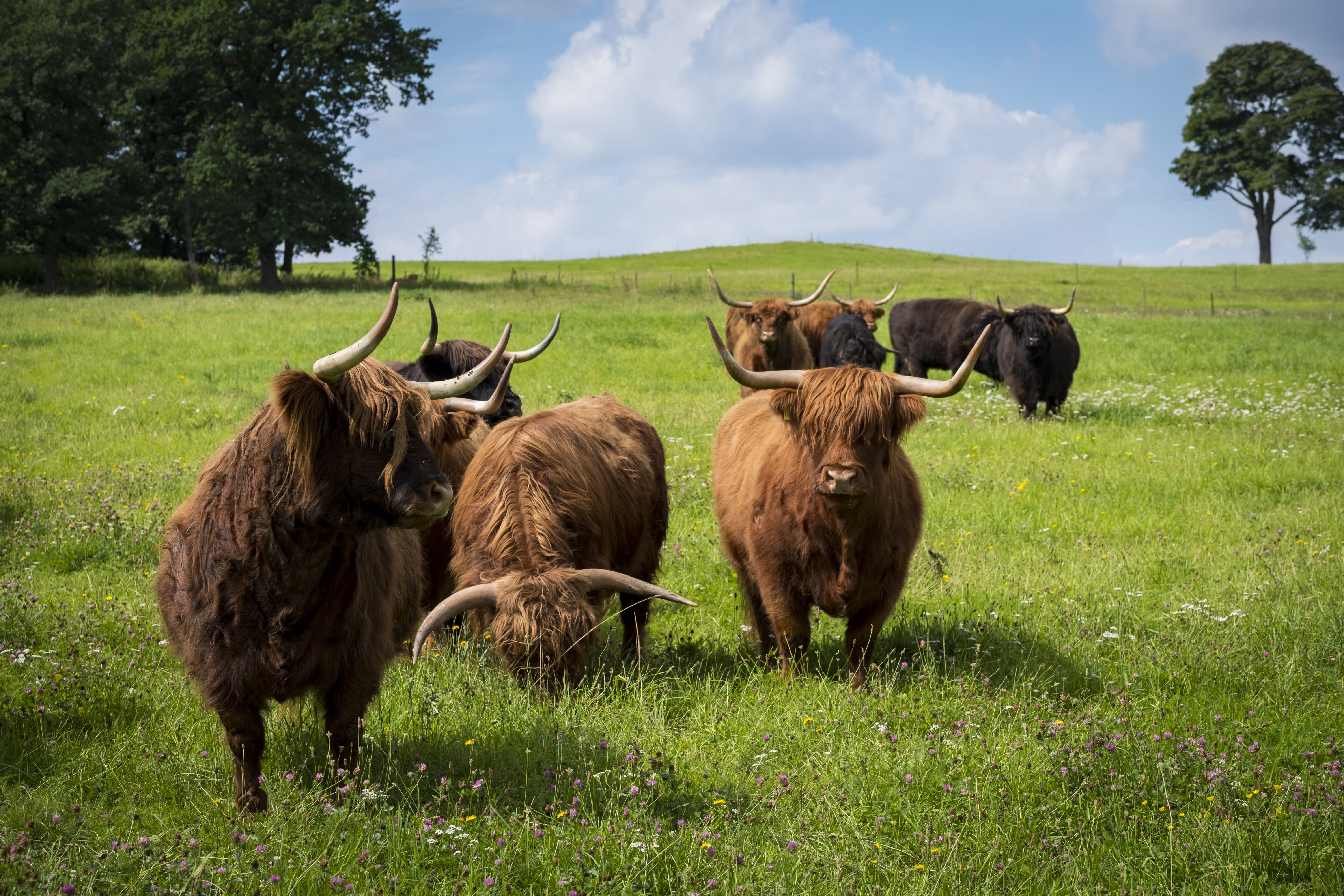 ruminant, field, grass, pets, land, mammal, highland cattle, highland, sky, plant, vertebrate, highland beef, cattle, outdoors, cow, green color, animal themes, HD Wallpaper