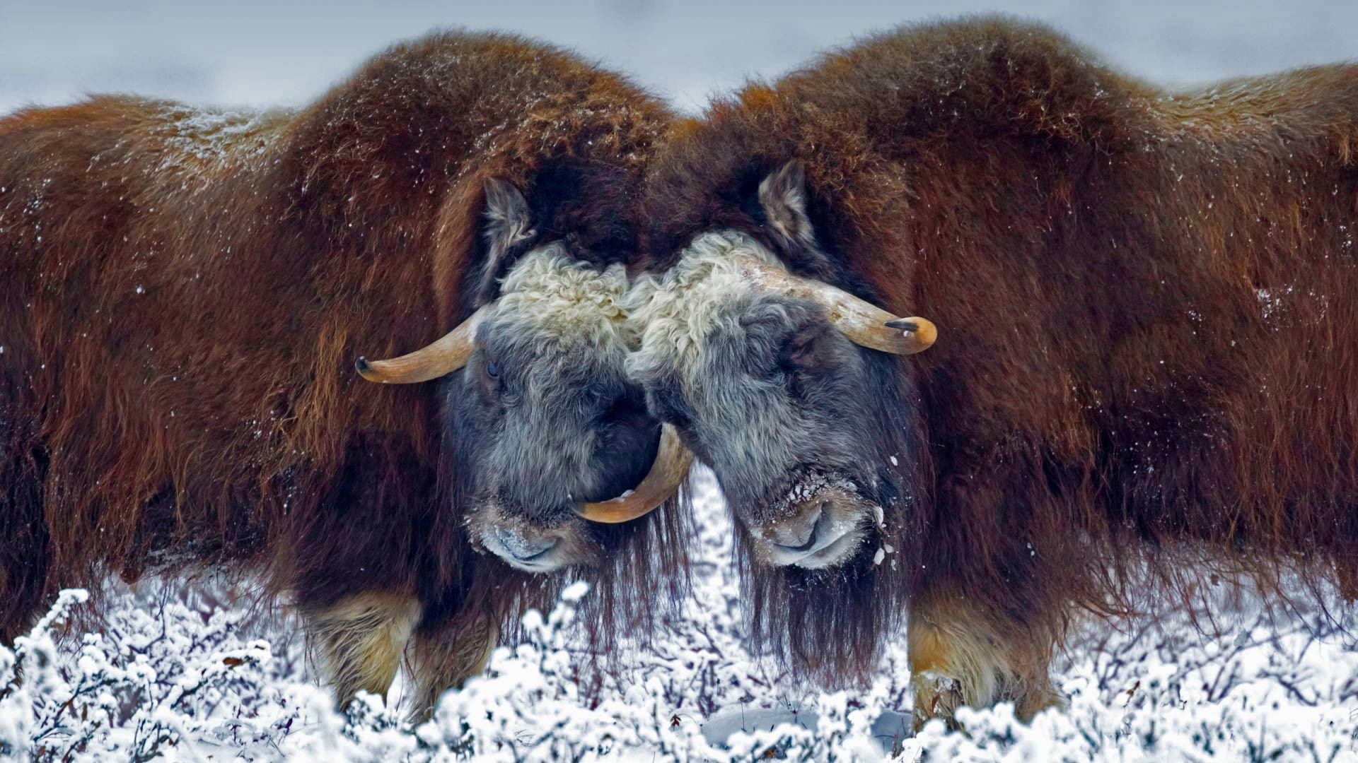 snow, USA, Alaska, musk ox, wool, 1080P, horns, HD Wallpaper