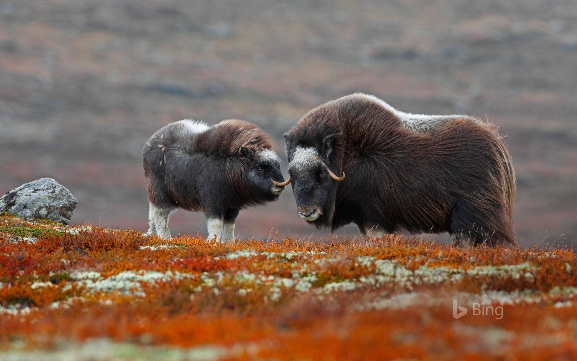 herbivorous, group of animals, domestic animals, ox, 1080P, norway, deskto, bing, vertebrate, animal wildlife, animals in the wild, two animals, day, national, HD Wallpaper