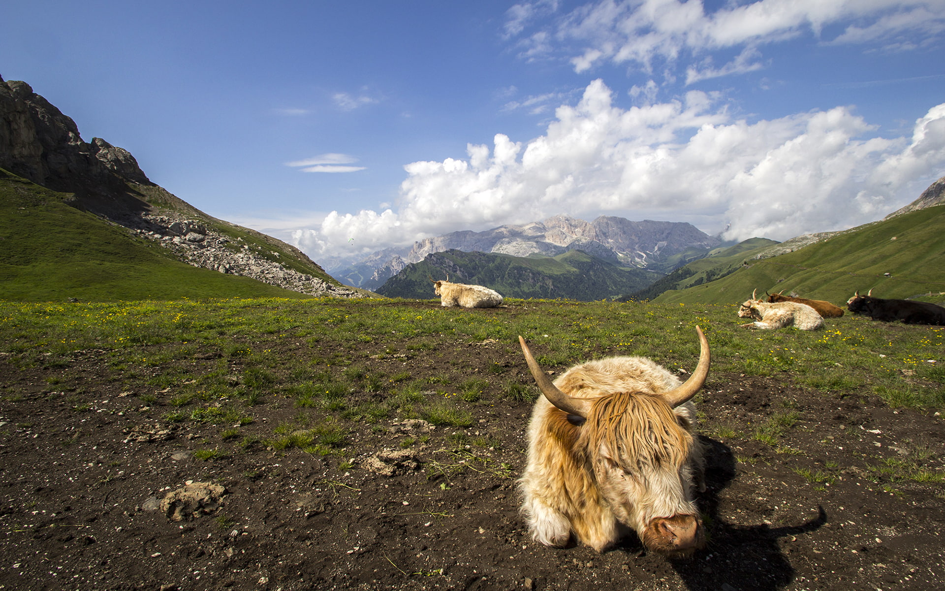 animals, 1080P, clouds, ox, hd, landscape, mountains, HD Wallpaper