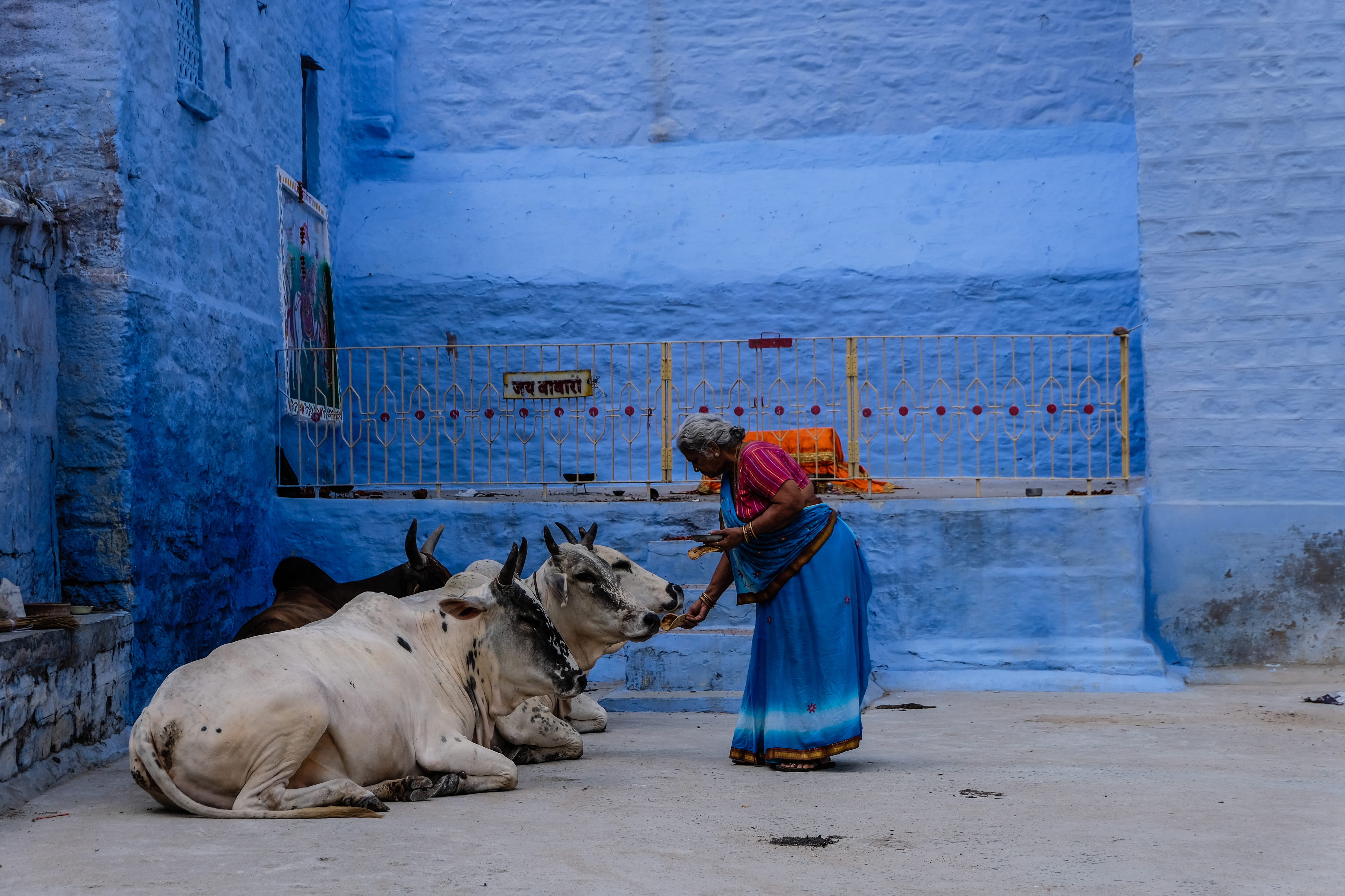 domestic, standing, human, person, men, ox, mammal, one animal, domestic animals, sari, india, real people, bullfighter, livestock, outdoors, bullfighting, HD Wallpaper