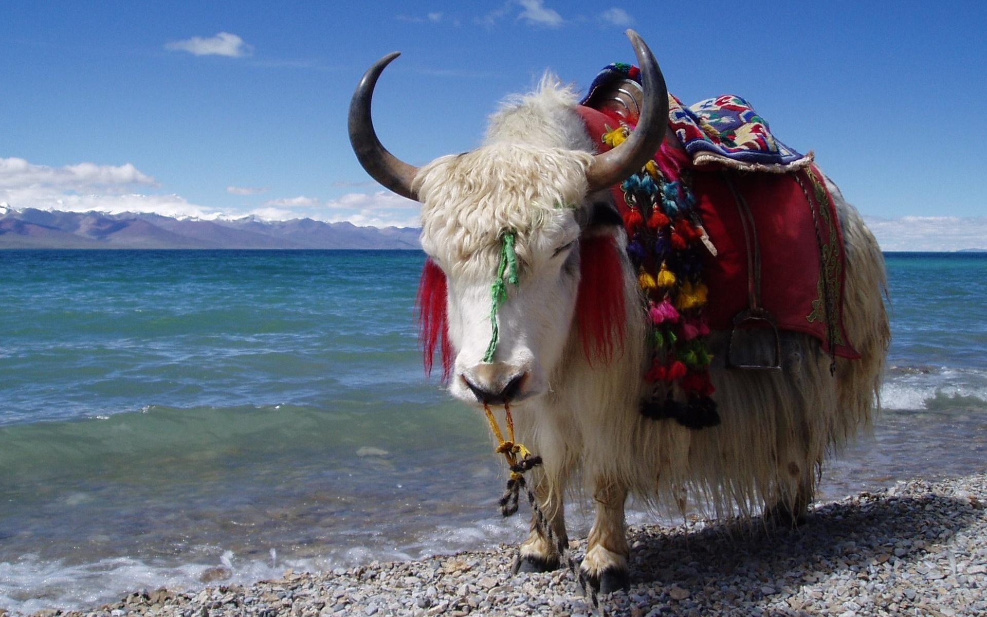 1080P, yak, Ox, white, Animal, HD Wallpaper