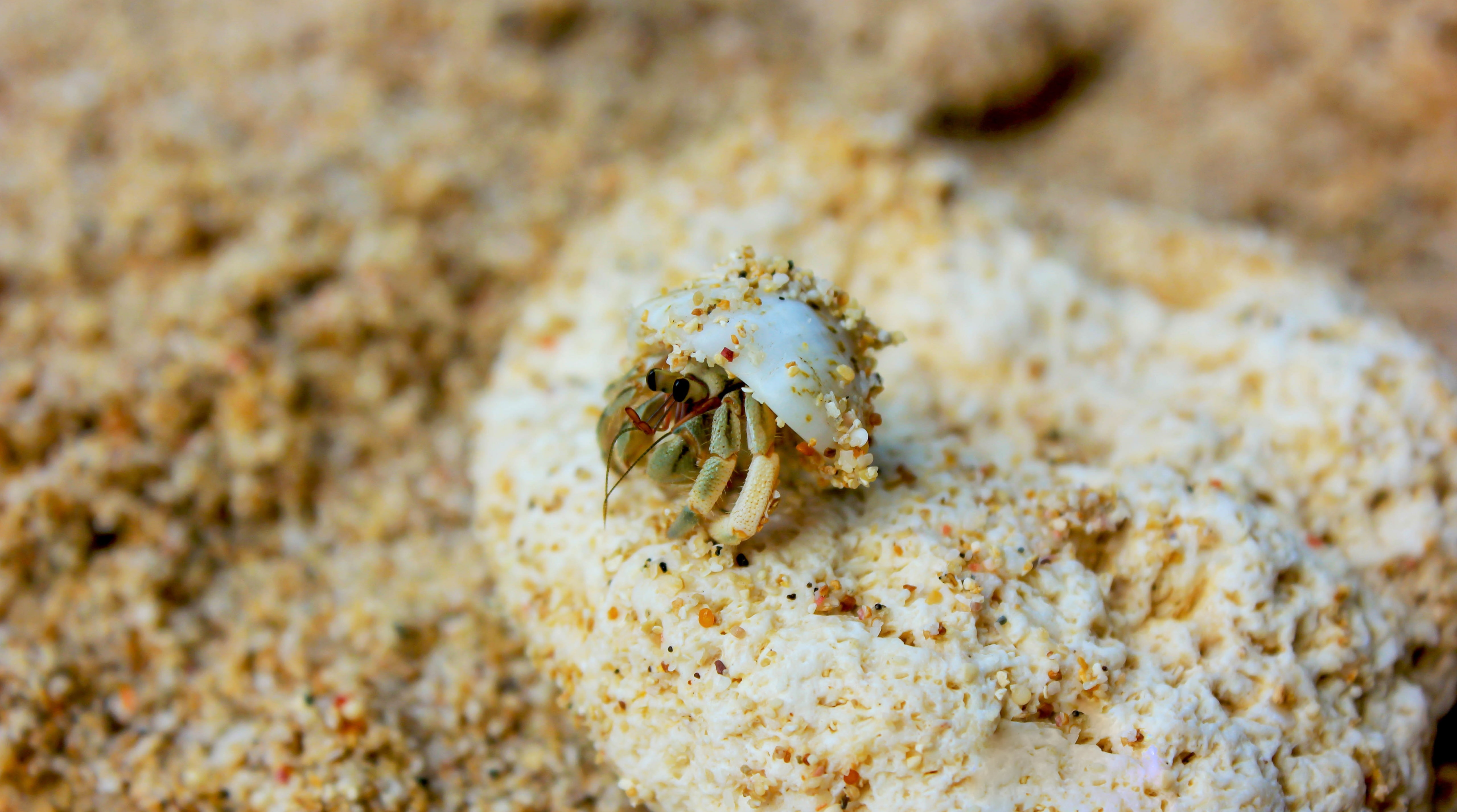 beach, no people, Sea, Shell, animal themes, 5K, marine, one animal, close-up, hermit crab, animal wildlife, animals in the wild, hide, Macro, Small, Sand, HD Wallpaper