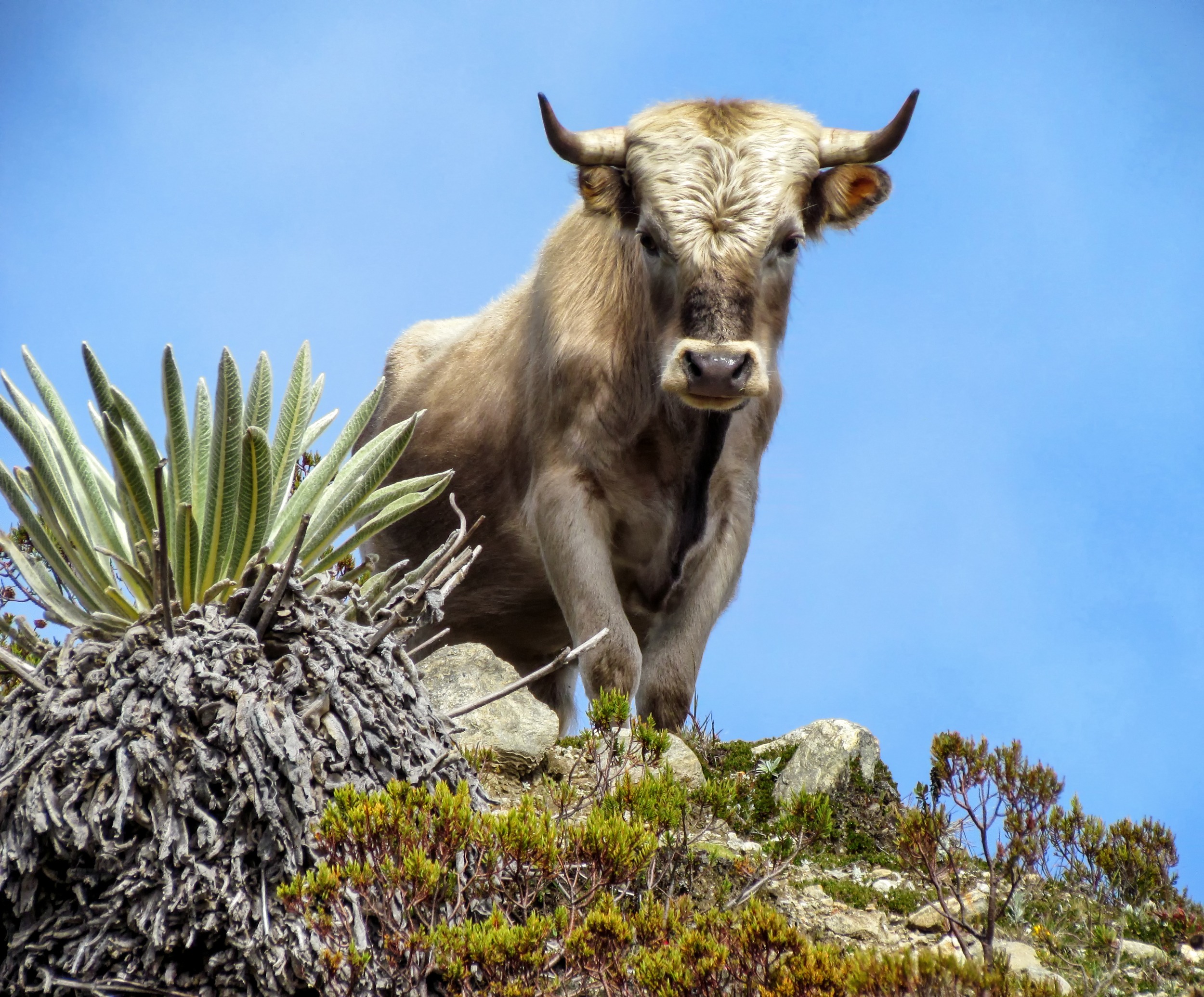 sky, ox, mammal, domestic, cow, land, low angle view, charolais, animal wildlife, day, animal, hill, animal themes, nature, one animal, herbivorous, vertebrate, HD Wallpaper