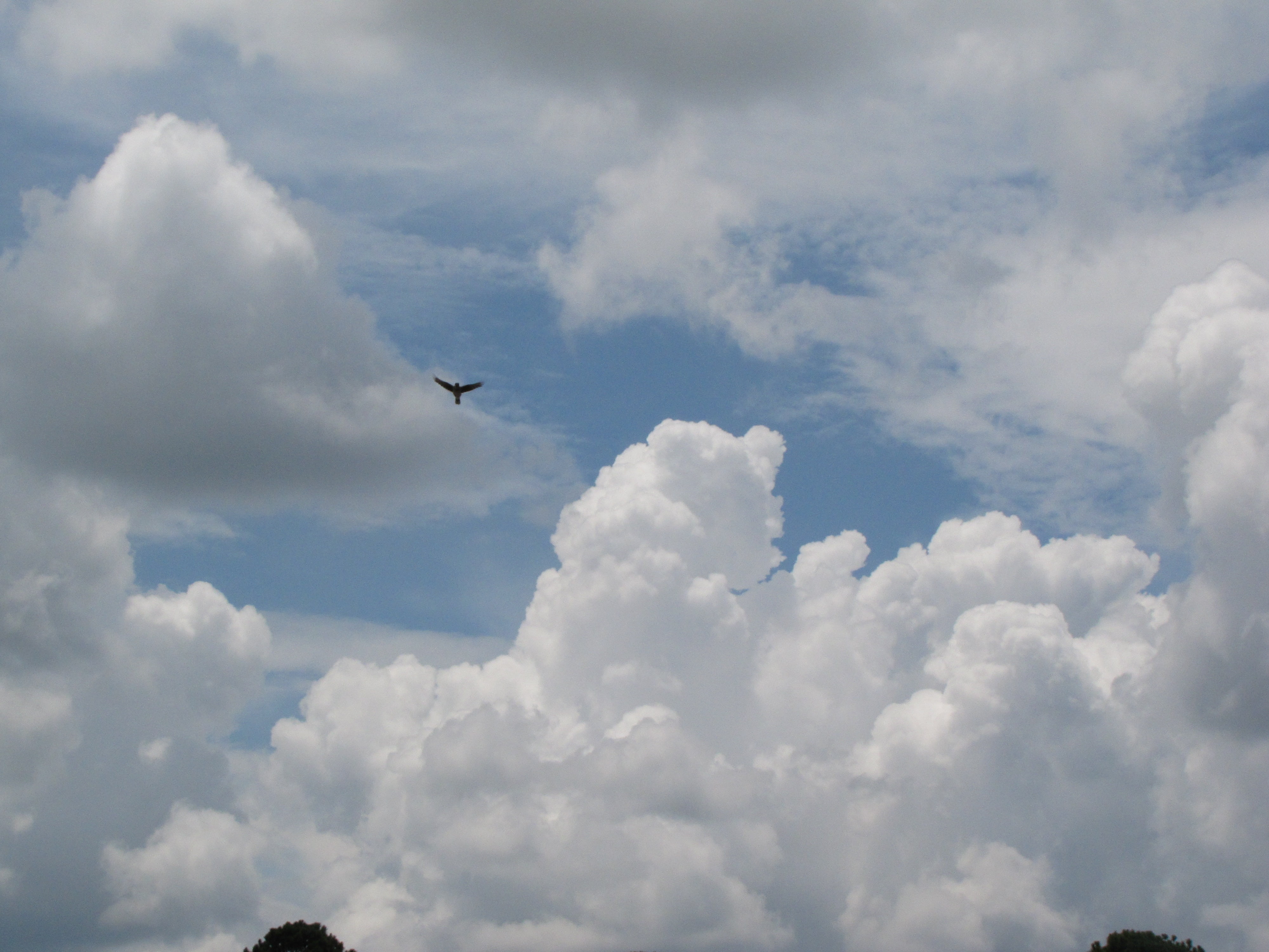 clouds, outdoor, heavens, meteorology, 4K, outdoors, flying, daytime, day, animal themes, sky, cloudscape, white, on the move, above, plane, air vehicle, HD Wallpaper