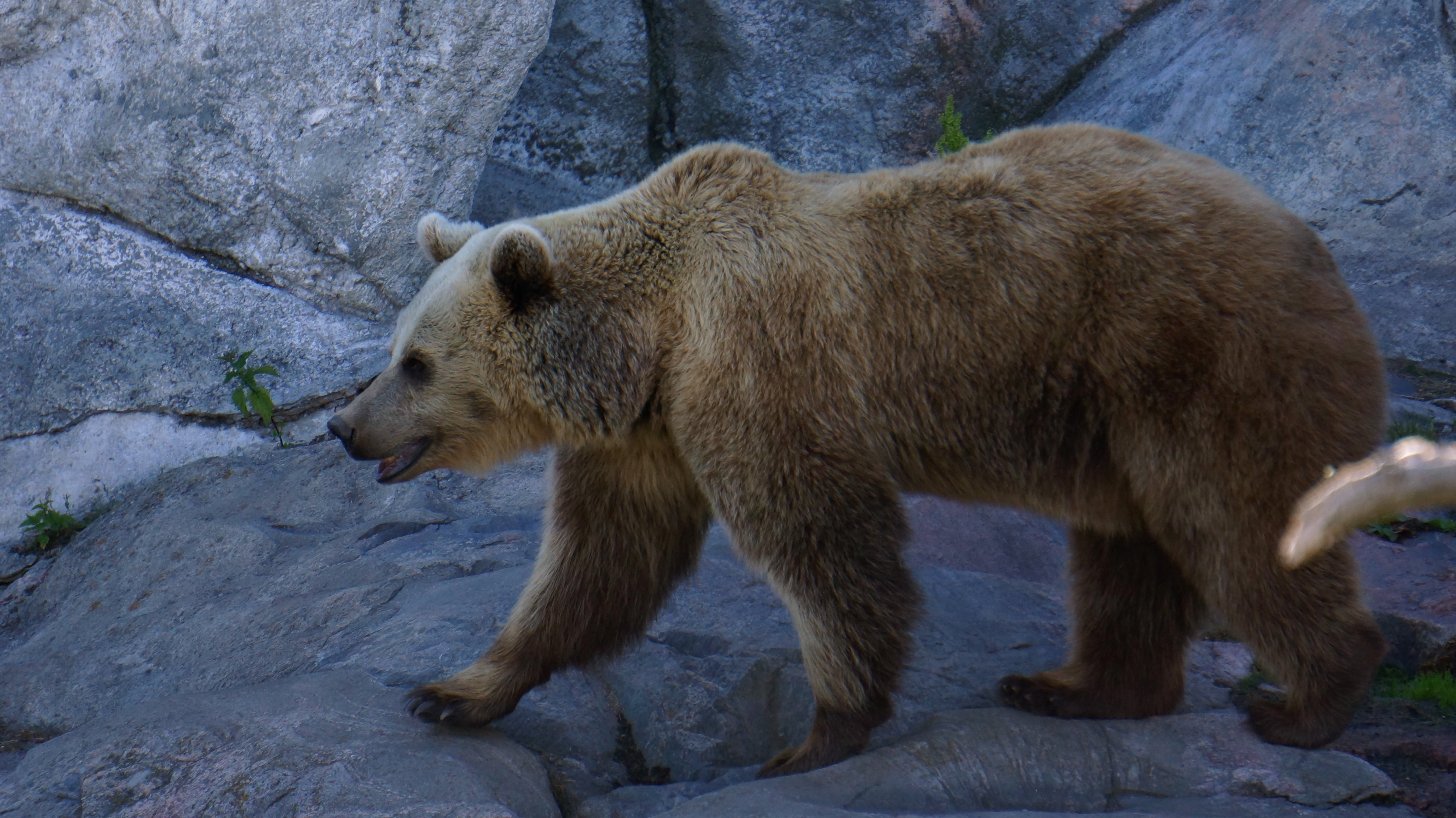 no people, predator, animals in the wild, side view, rock formation, animal themes, one animal, bear, full length, nature, zoo, teddy bear, day, 4K, vertebrate, HD Wallpaper