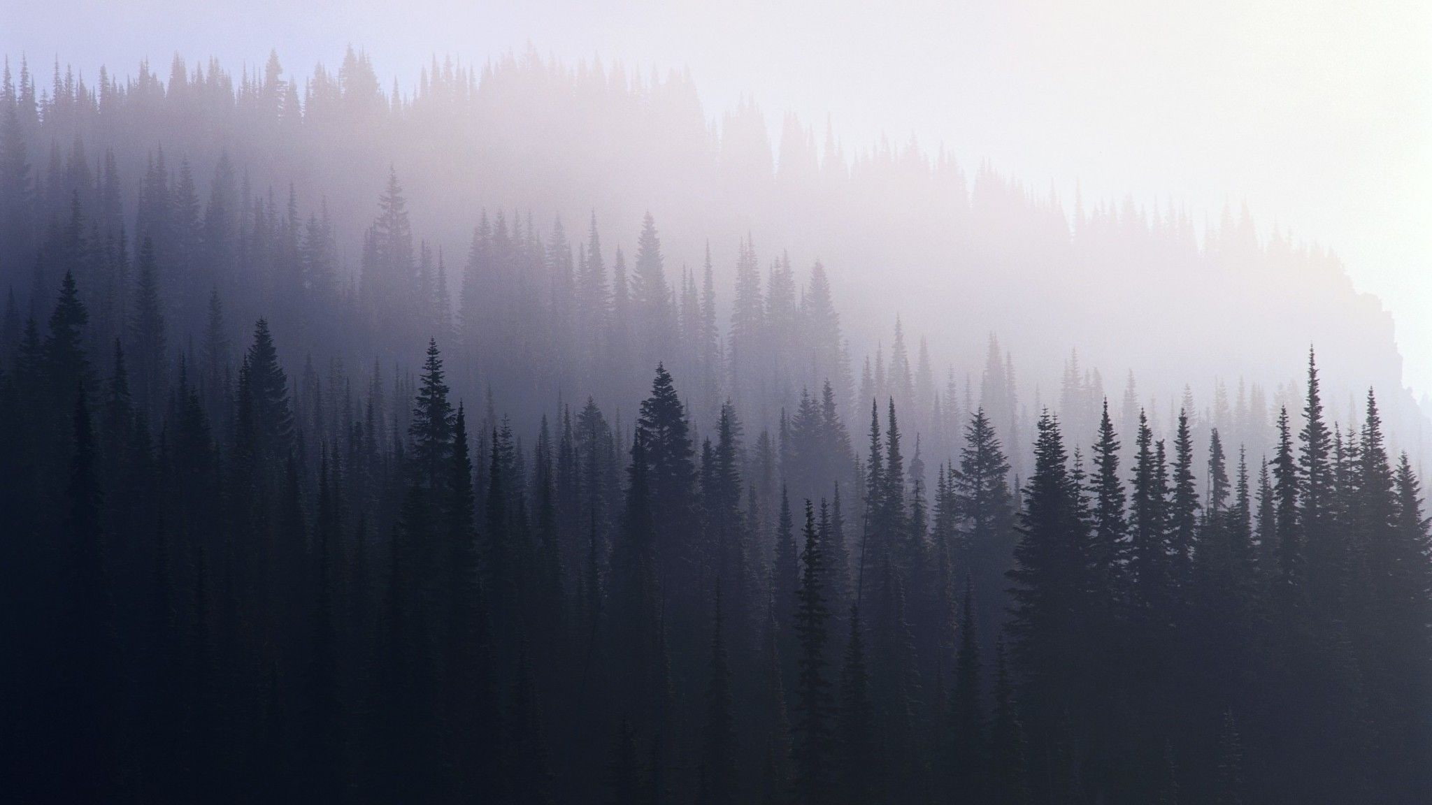 Layers, mist, 1080P, forest, HD Wallpaper
