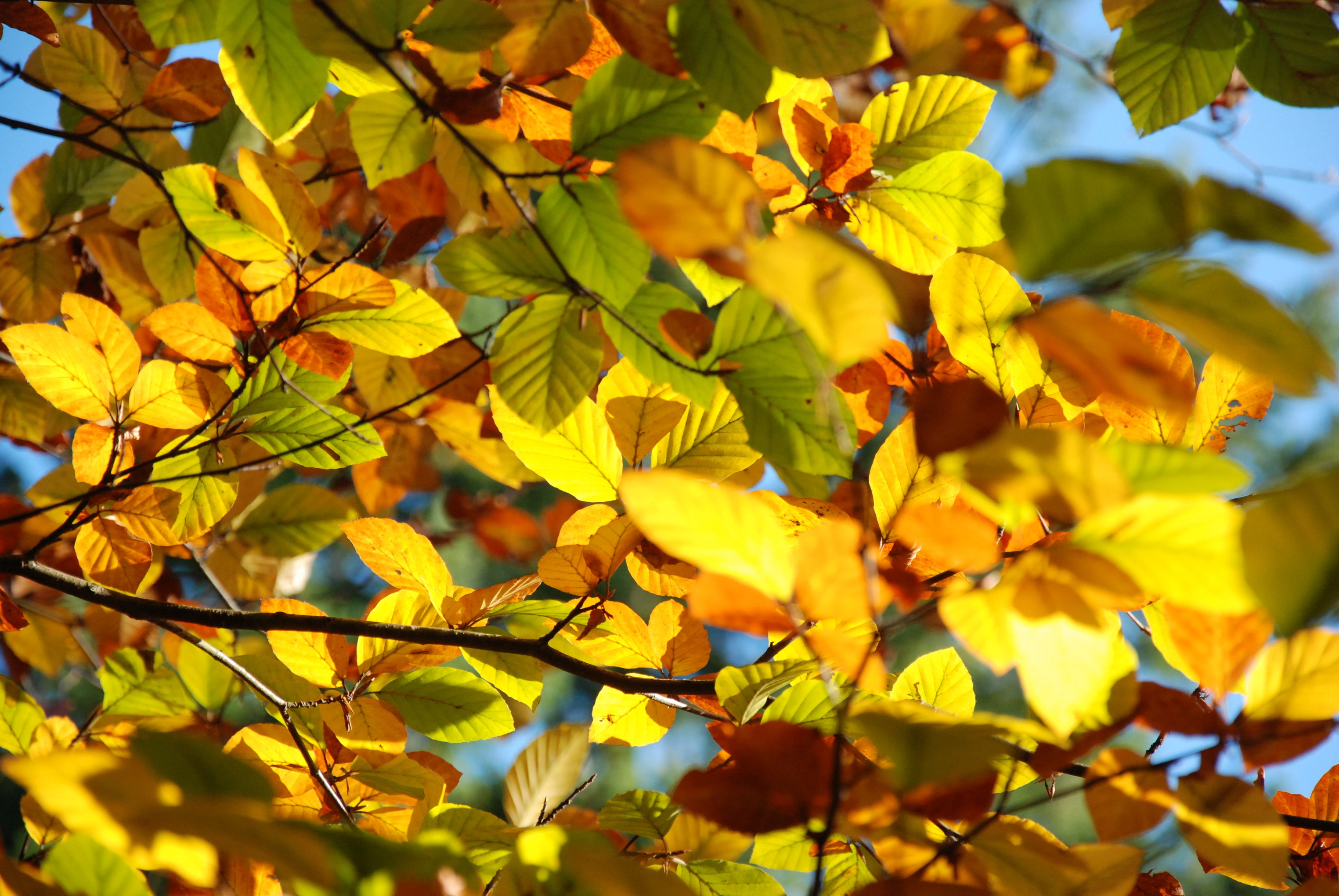 leaf, beauty in nature, gold Colored, close-up, freshness, forest, season, yellow, 4K, treetop, flowering plant, plant, no people, back light, fragility, HD Wallpaper
