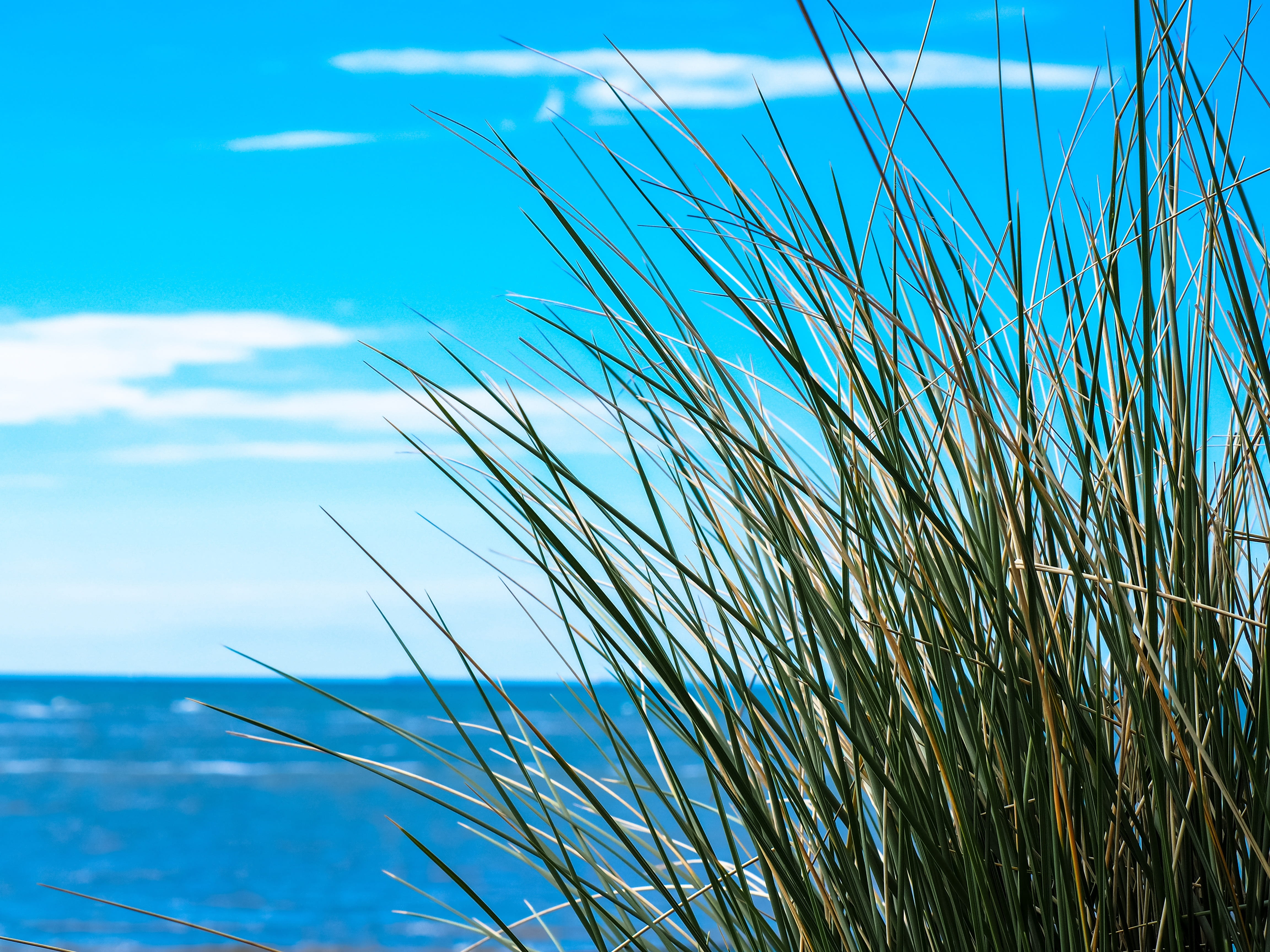 ocean, sun and sea, tranquil scene, day, landscape, scenics - nature, grass, tranquility, growth, summer, no people, nature, idyll, water, near, 4K, stalk, HD Wallpaper