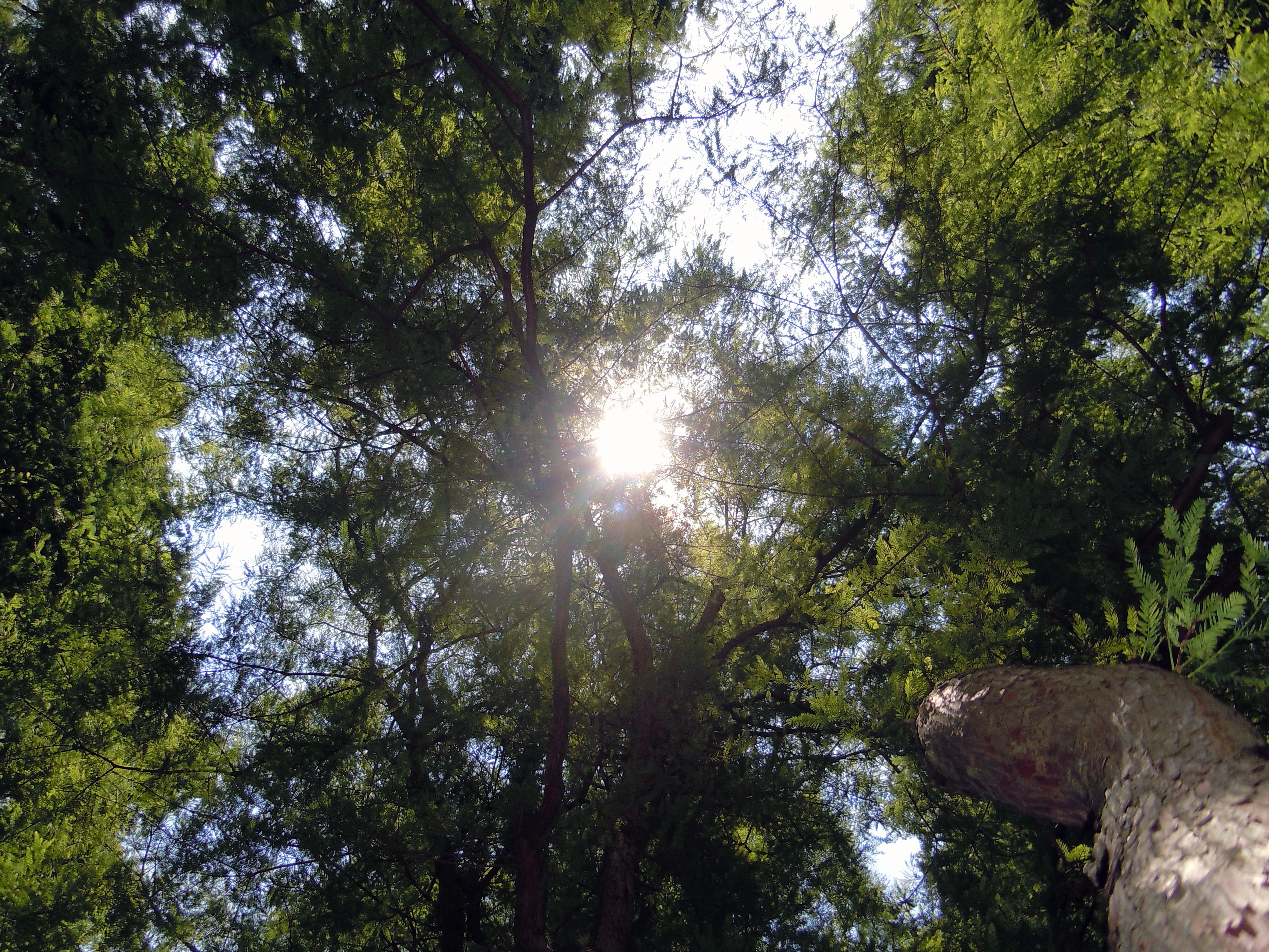 sky, nature, streaming, sun, land, forest, ray of hope, growth, low angle view, tree canopy, back light, plant, green color, directly below, day, branch, HD Wallpaper