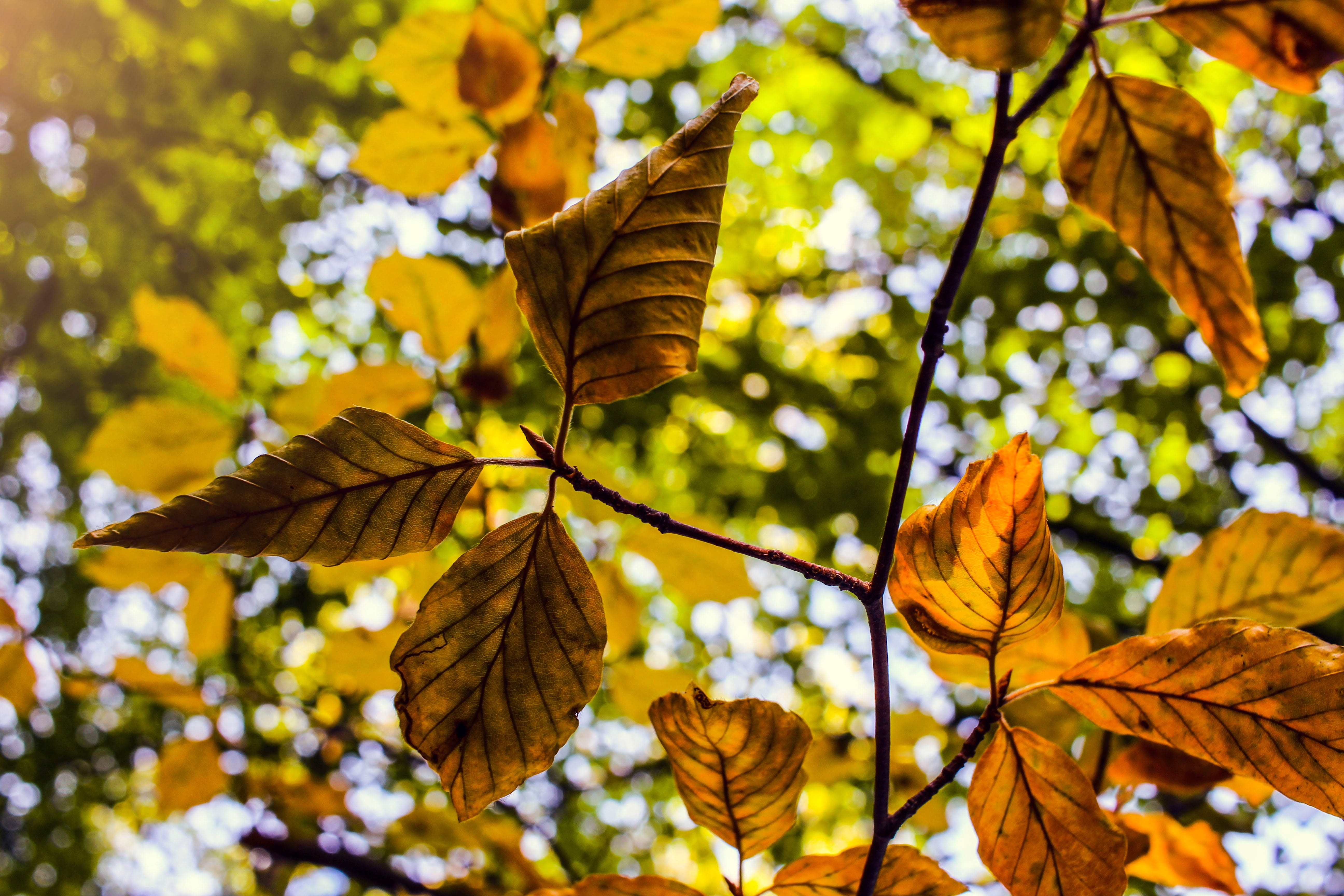 autumn, hopefully, golden autumn, leaves, branch, focus on foreground, plant part, beauty in nature, color, forest, colorful, hell, cheerful, outdoors, HD Wallpaper