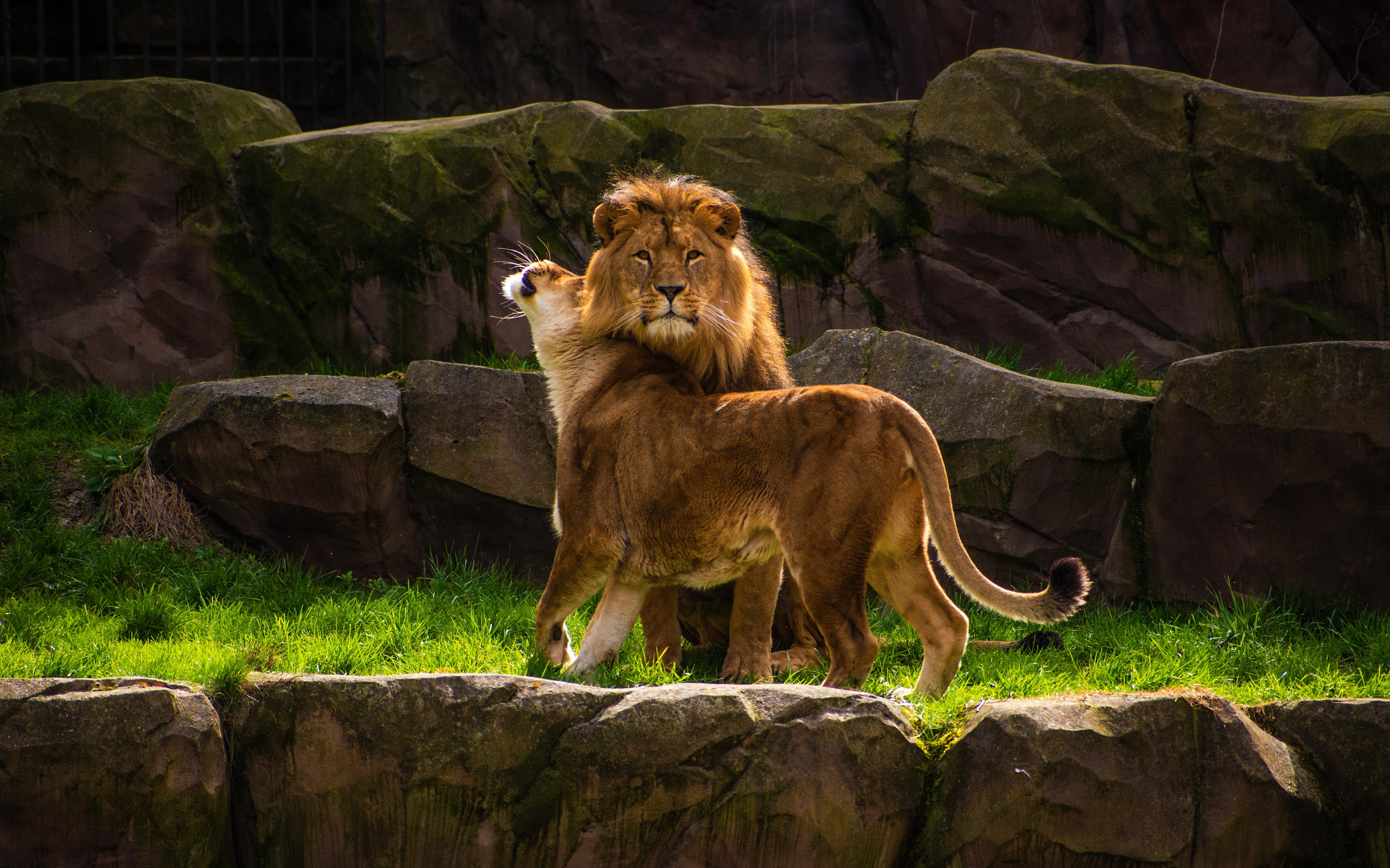 female, lioness, weasel, male, a real man, Leo, pose, man, two lions, wild cats, stones, rocks, 4K, pair, lions, submission, grit, nature, handsome, look, HD Wallpaper